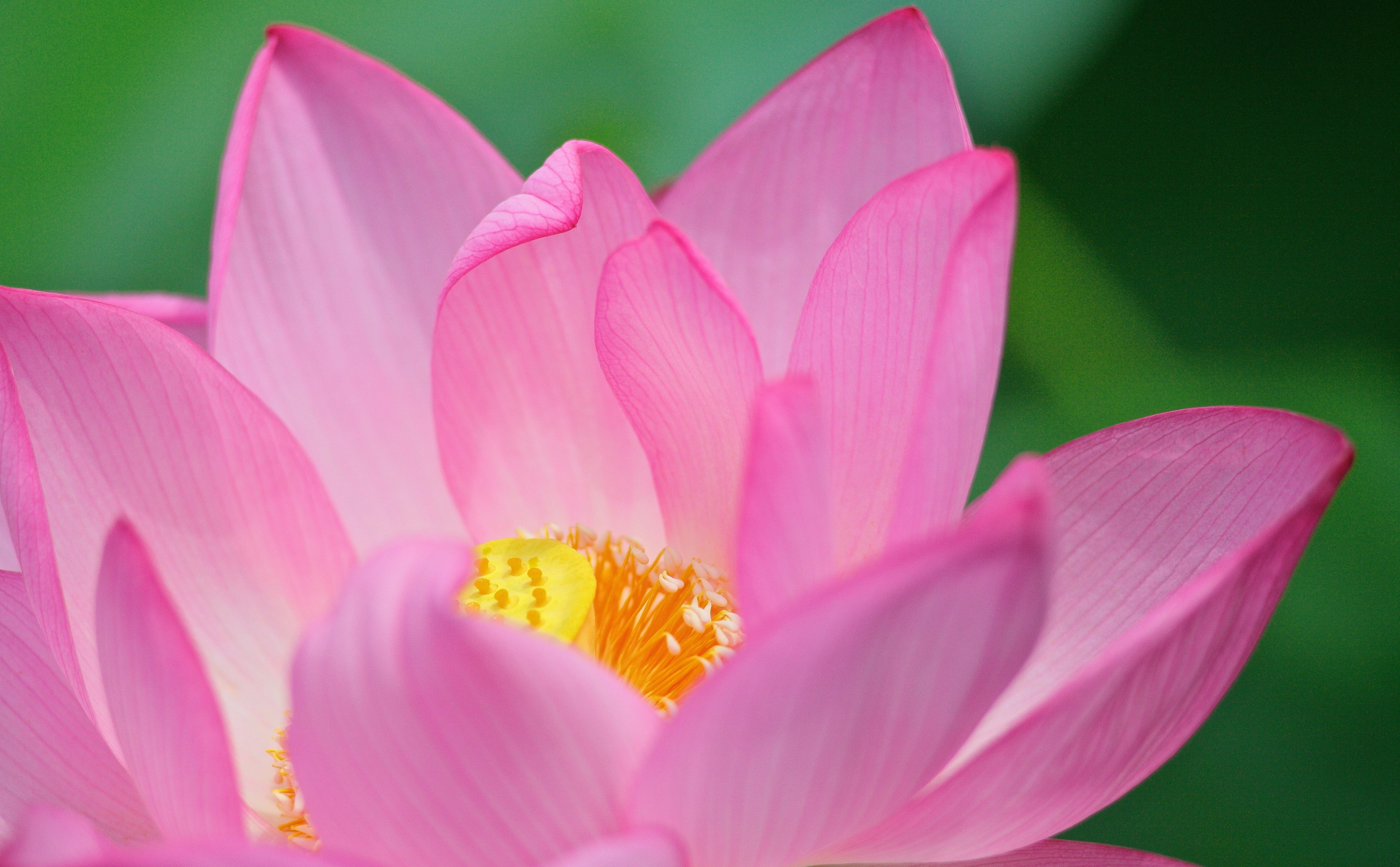 Lotus Flower, Nature, Flowers, Pink, Macro, Japan, close-up, canon