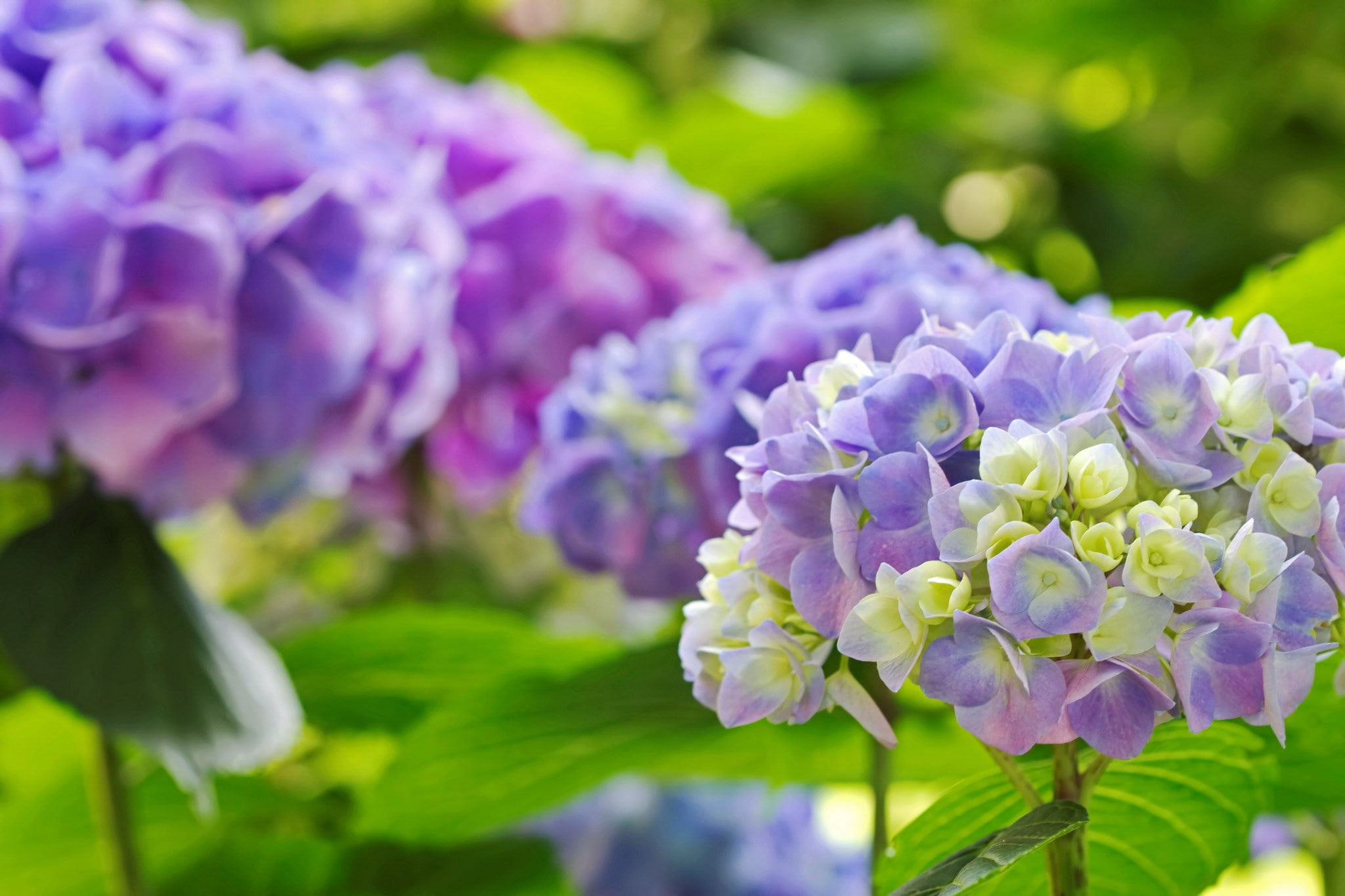 hydrangea