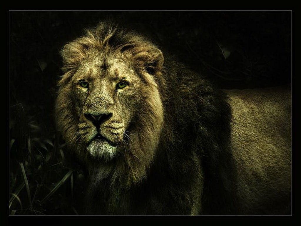 Beast King Of The Jungle Abstract Photography HD Art