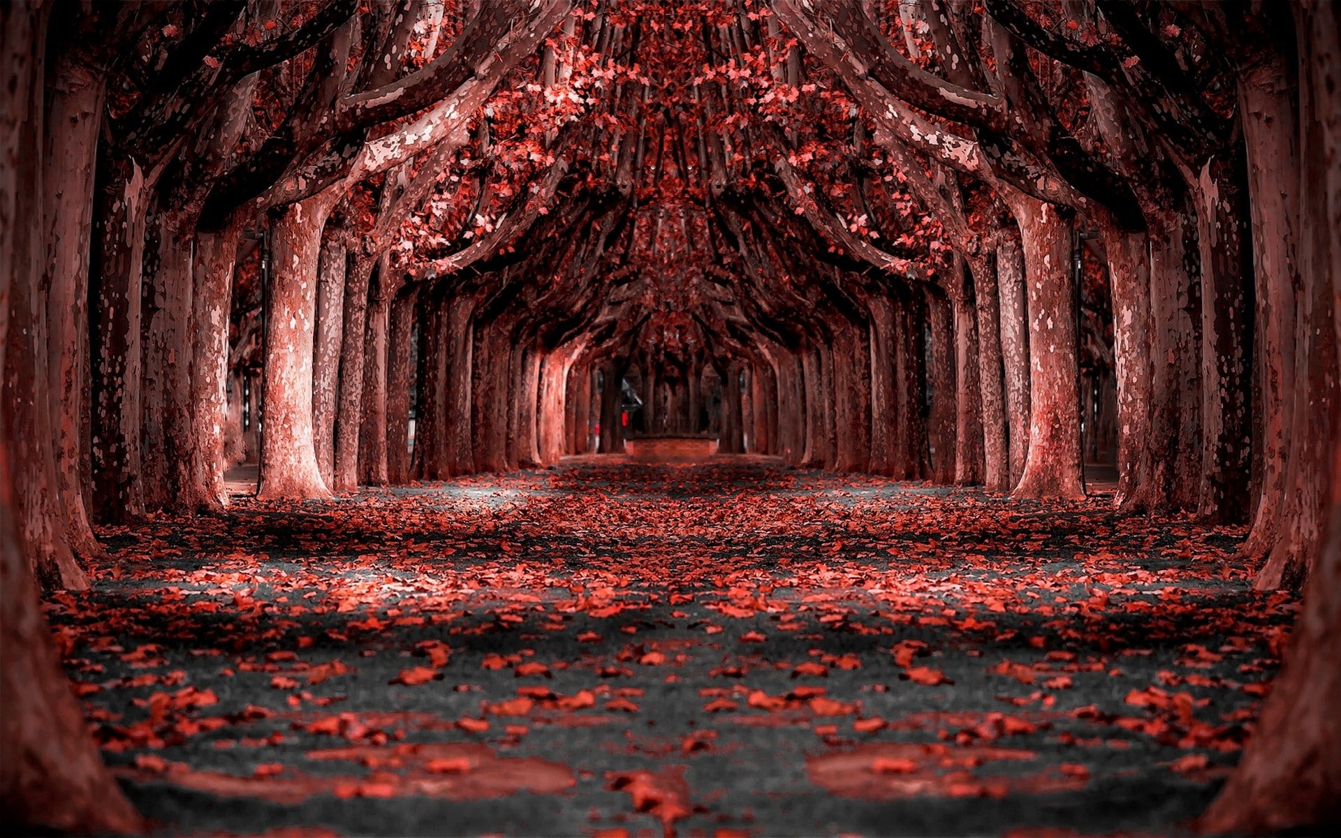 Nature, Landscapered, Forest, Leaves, Trees, Path, Photo Manipulation