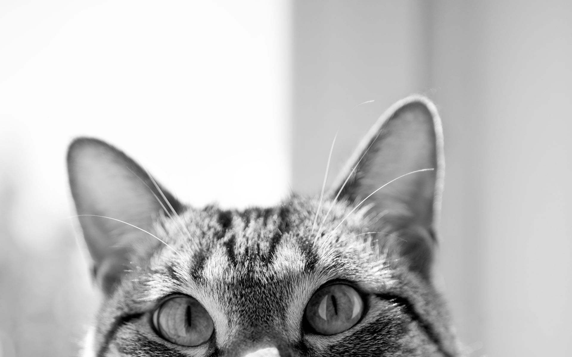 grayscale photo of cat, muzzle, ears, eyes, hide, domestic Cat