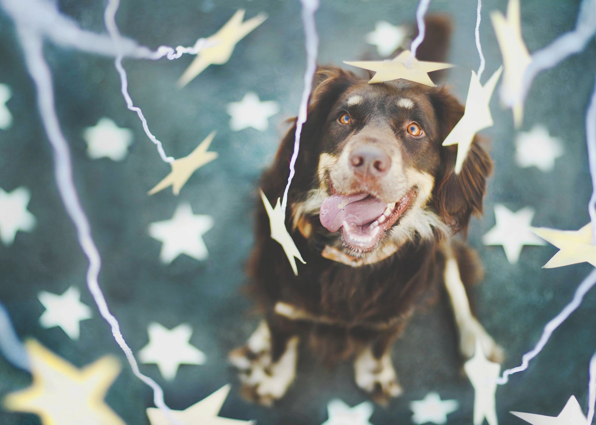 australian shepherd