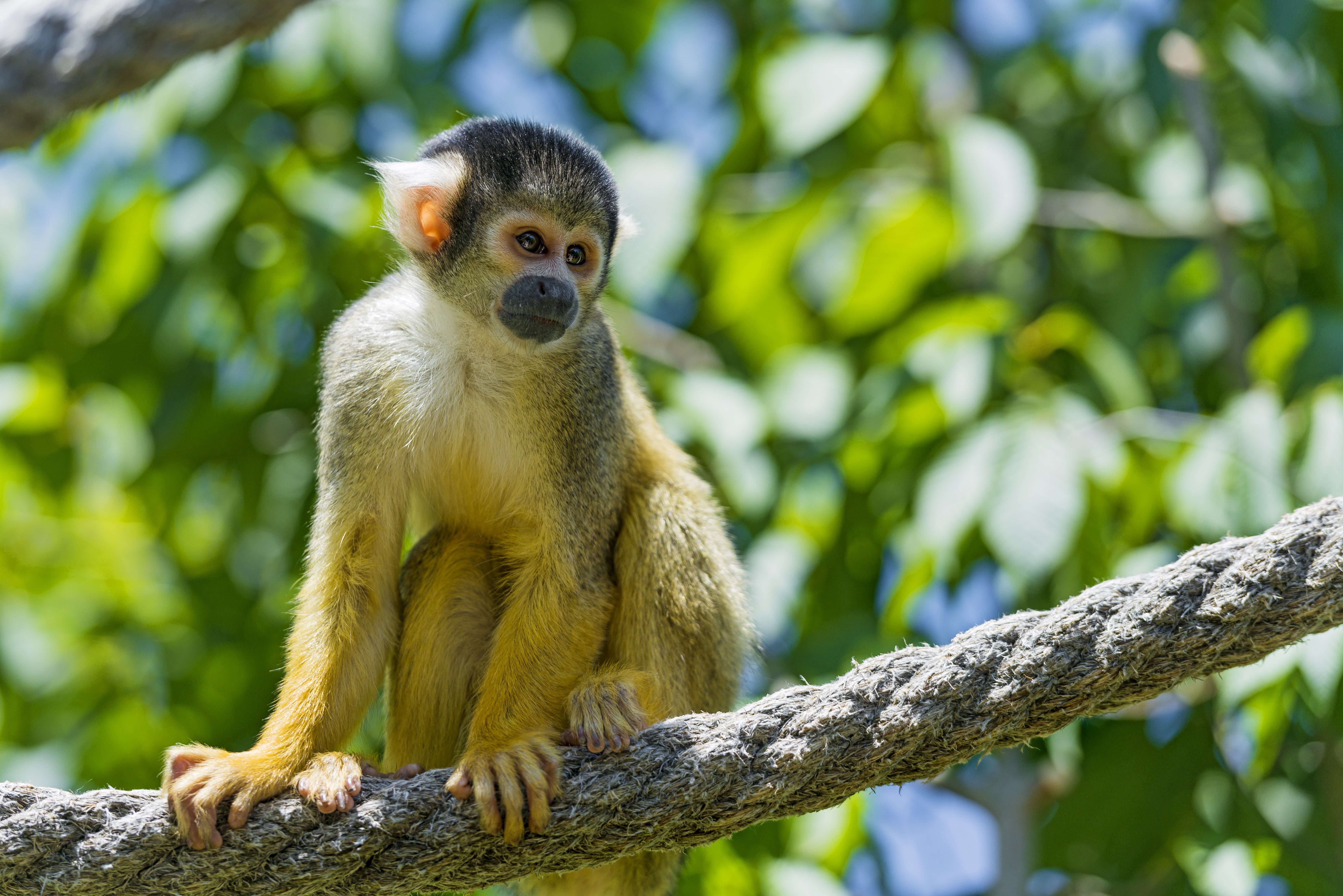 squirrel monkey