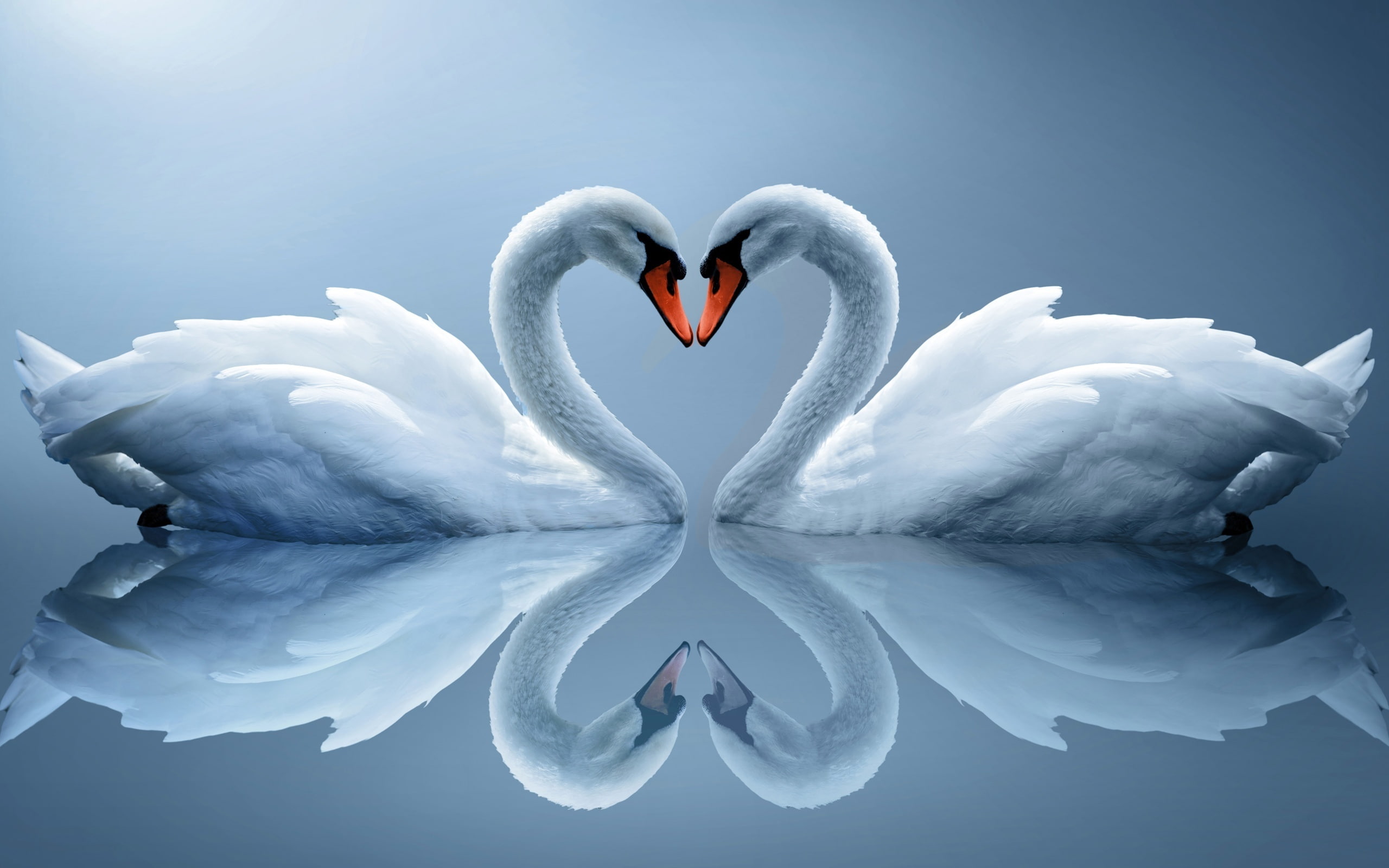White Swan couple, love heart-shaped, reflection