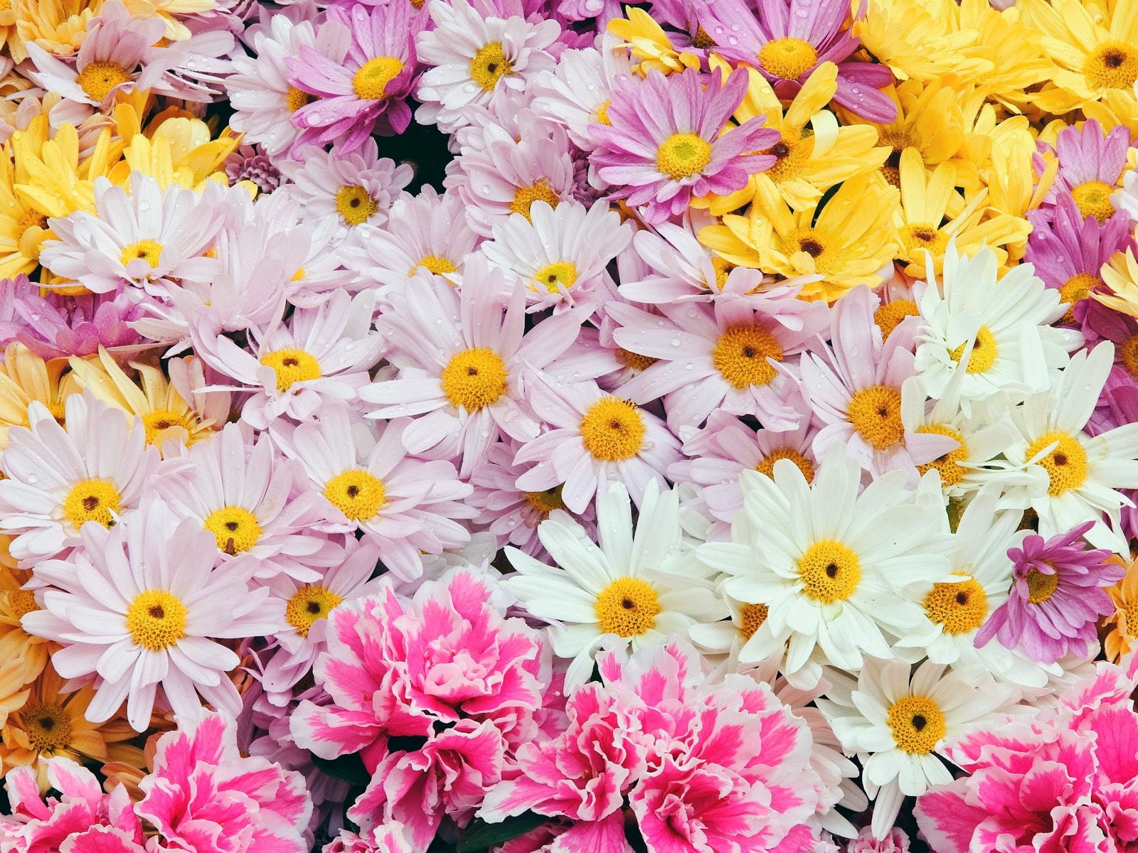 white, pink, and yellow petaled flowers, camomiles, allsorts