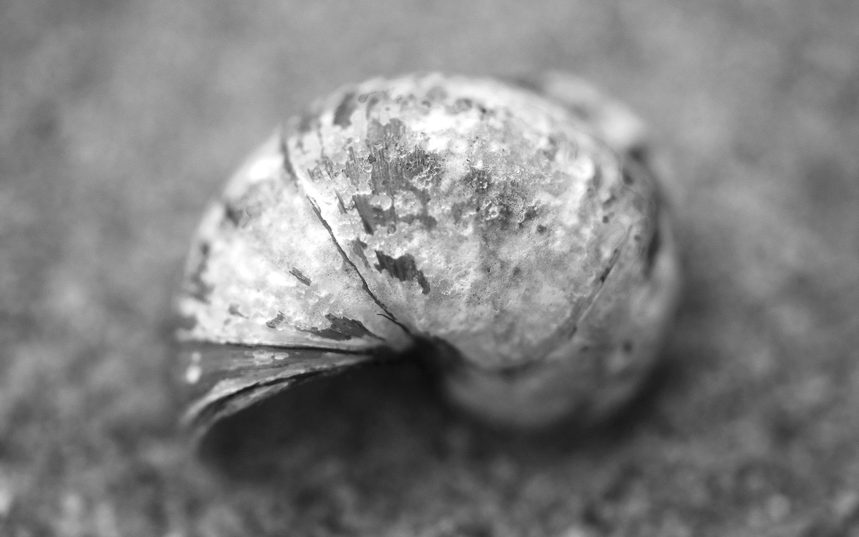 Earth, Shell