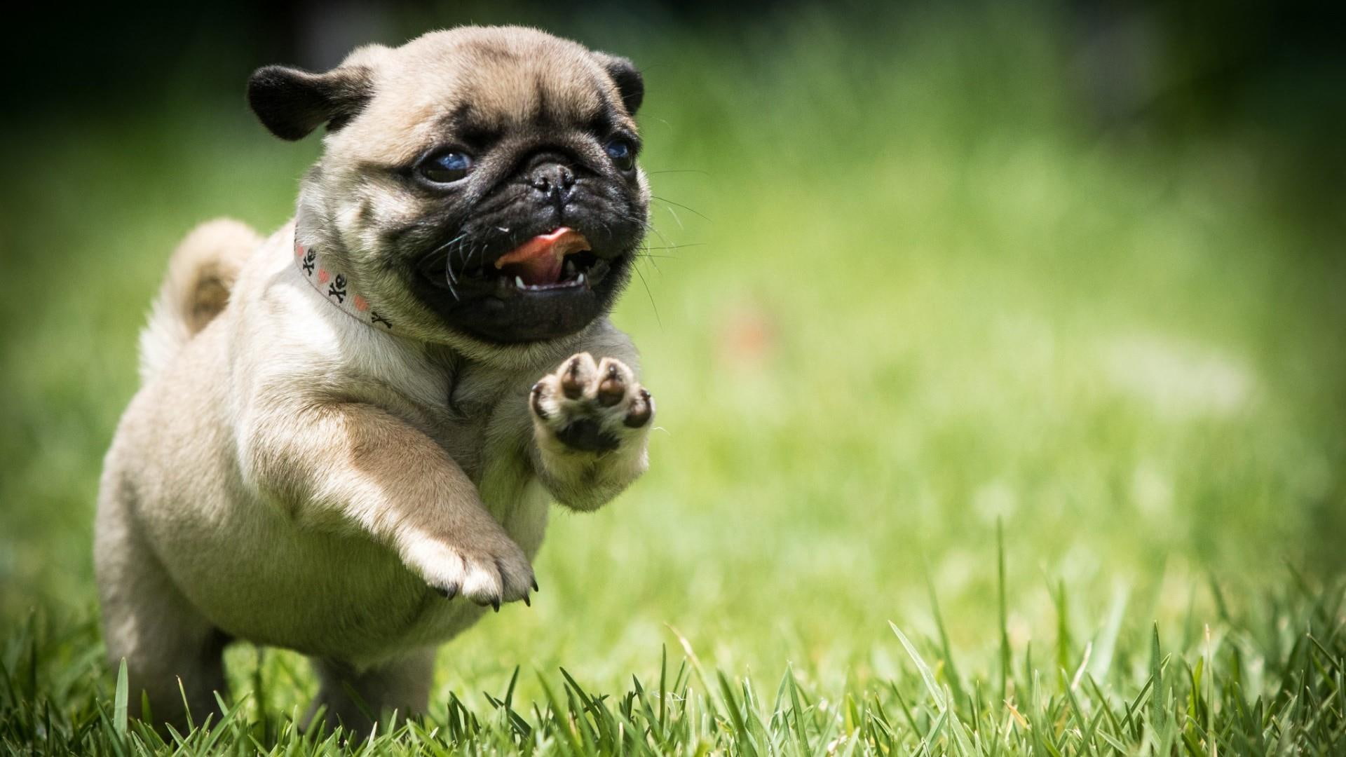 pug, dog, field, run, puppy, grass, cute, mops