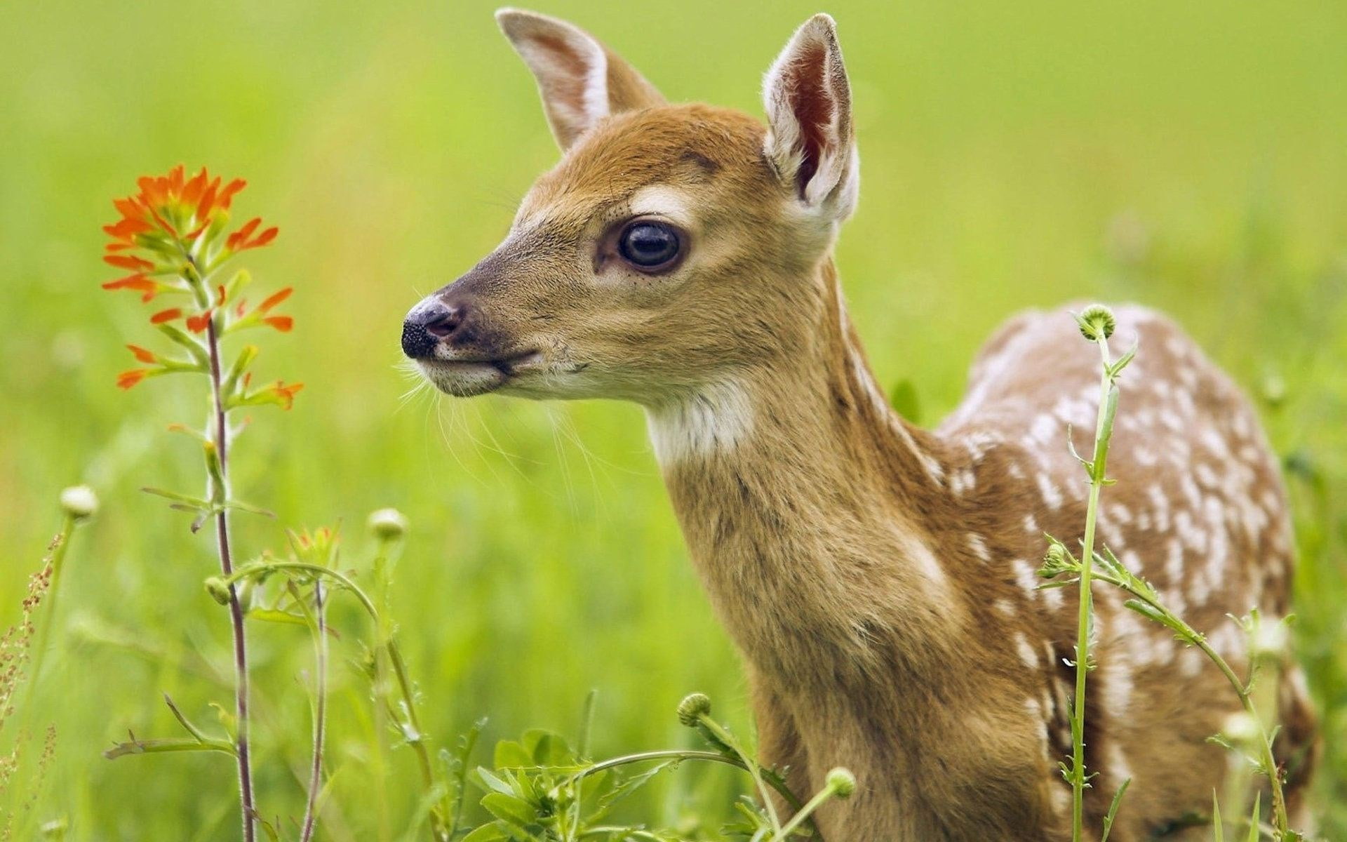 deer