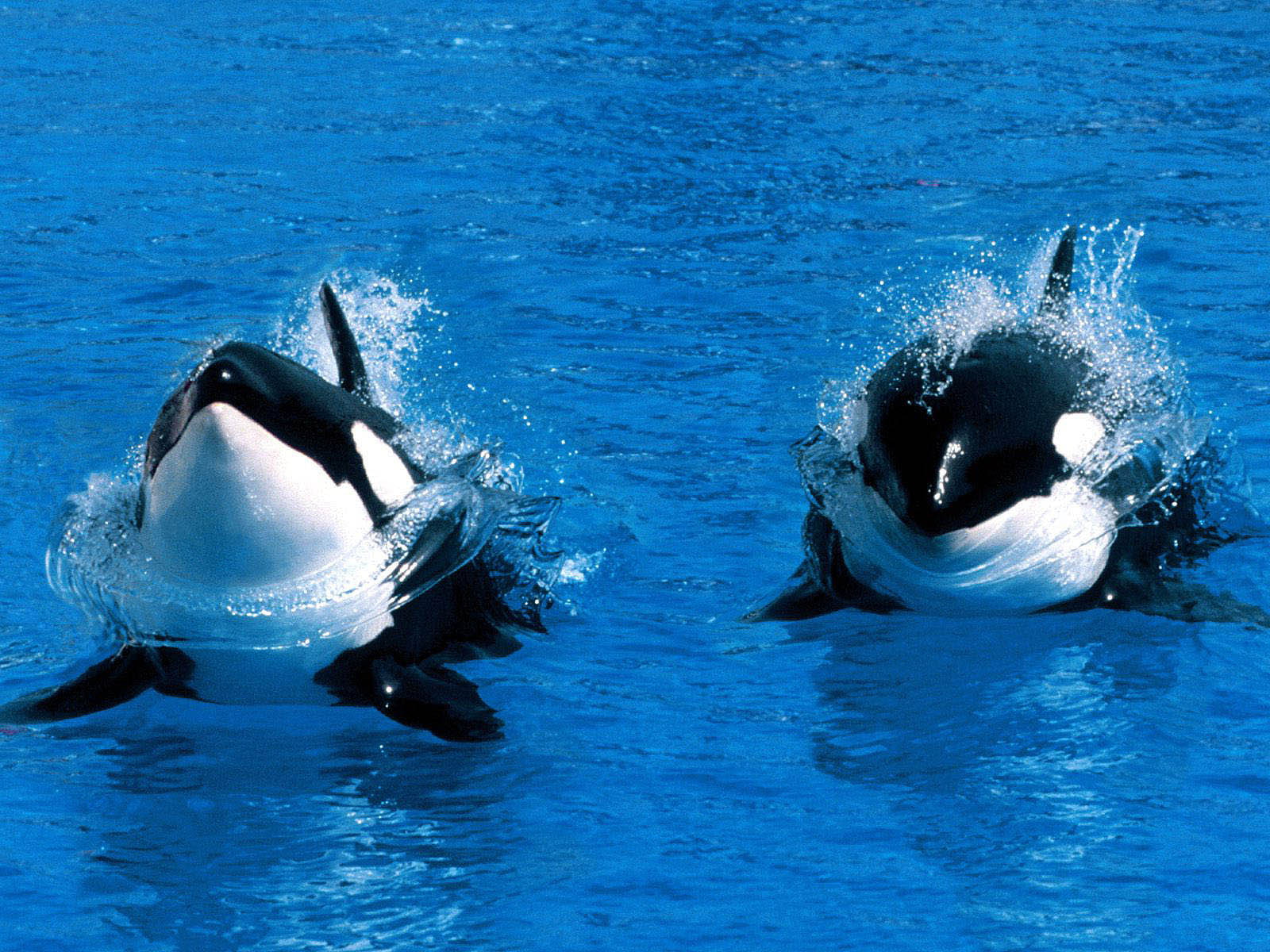 killer Whales, ocean, orcas, water