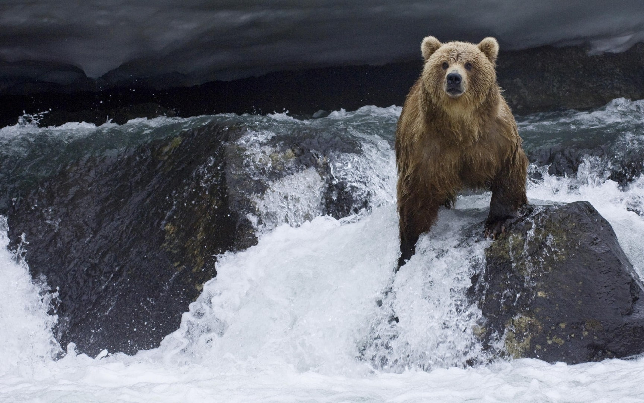 bear