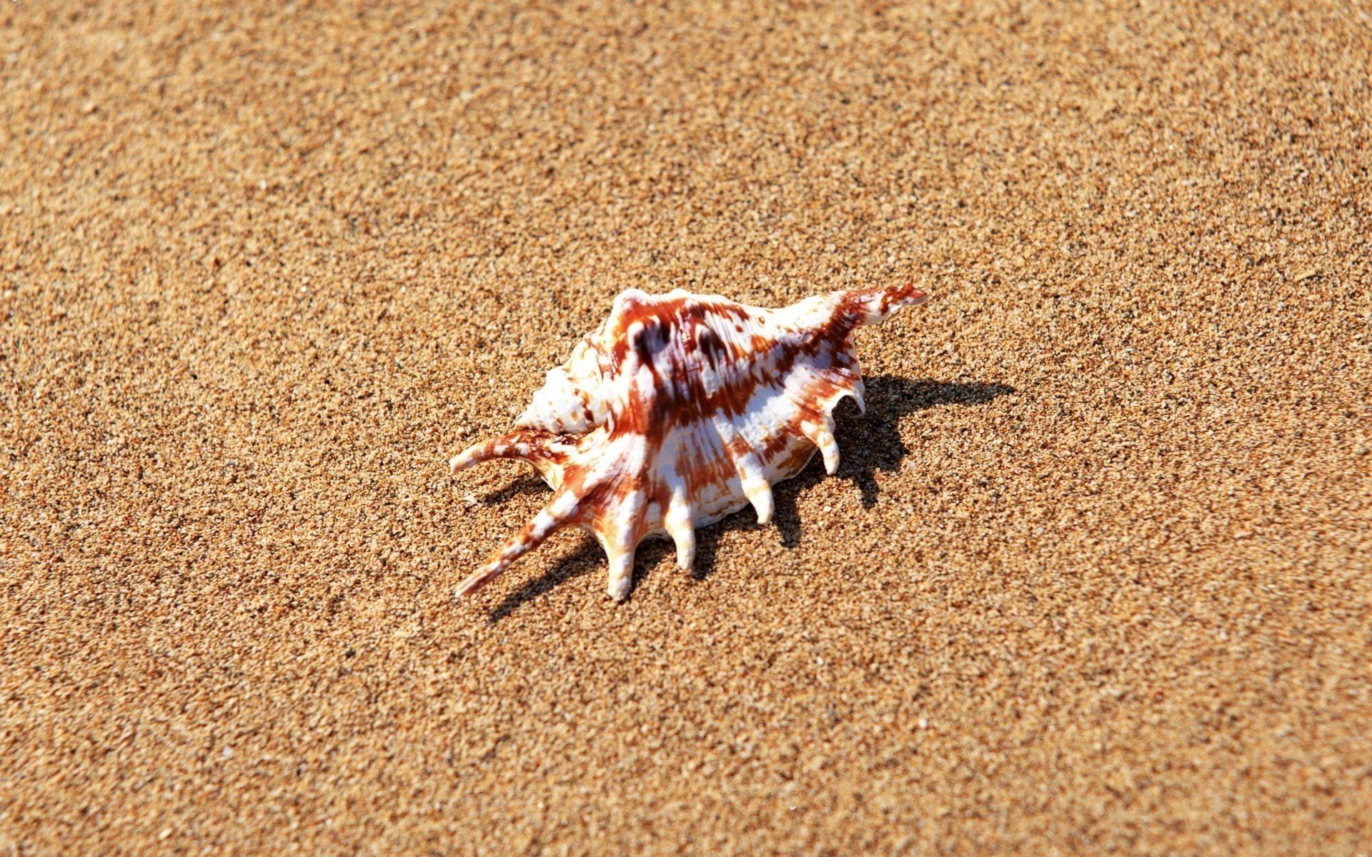 Earth, Shell