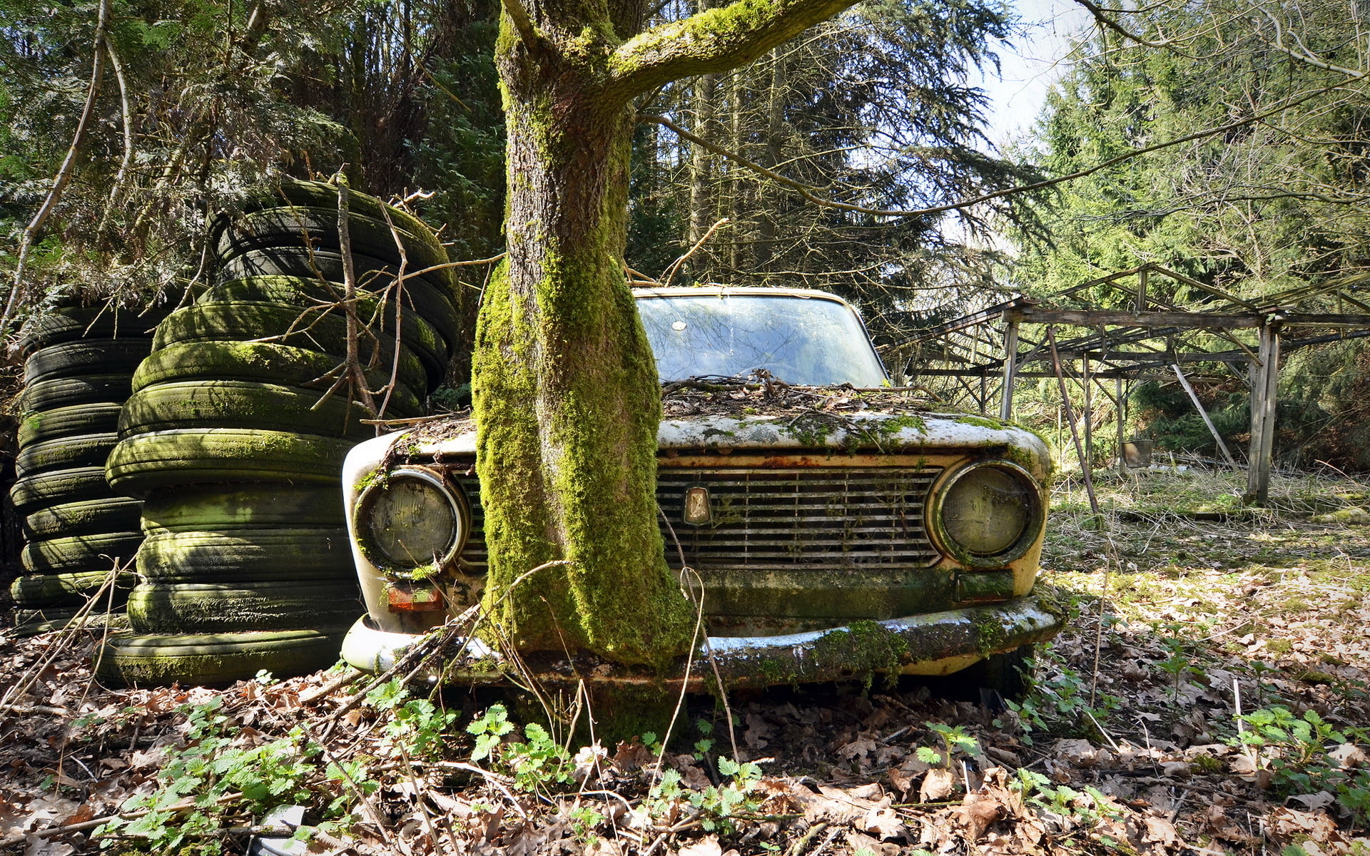 machine, VAZ 2101, scrap, tree, plant, abandoned, land, forest