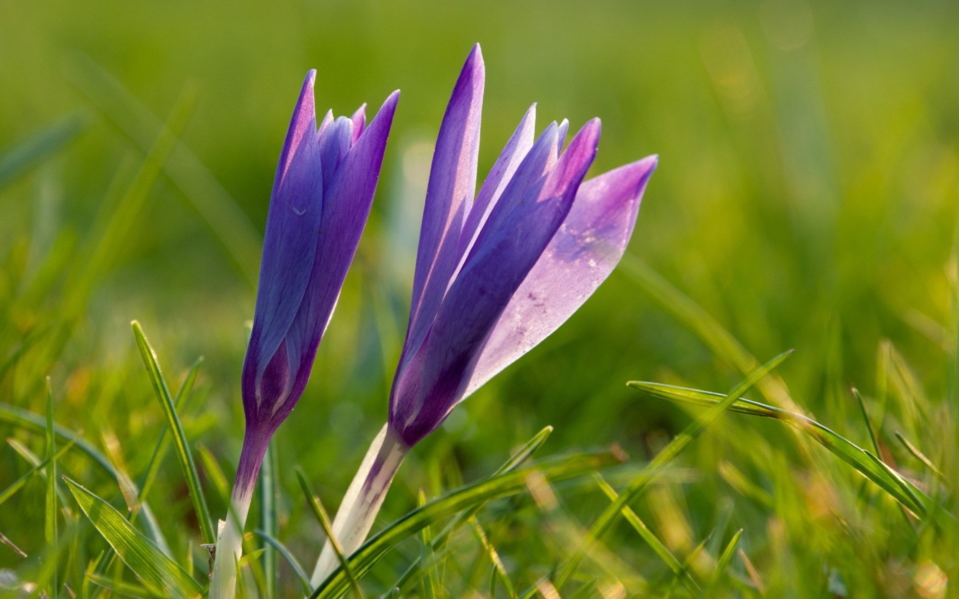 crocus