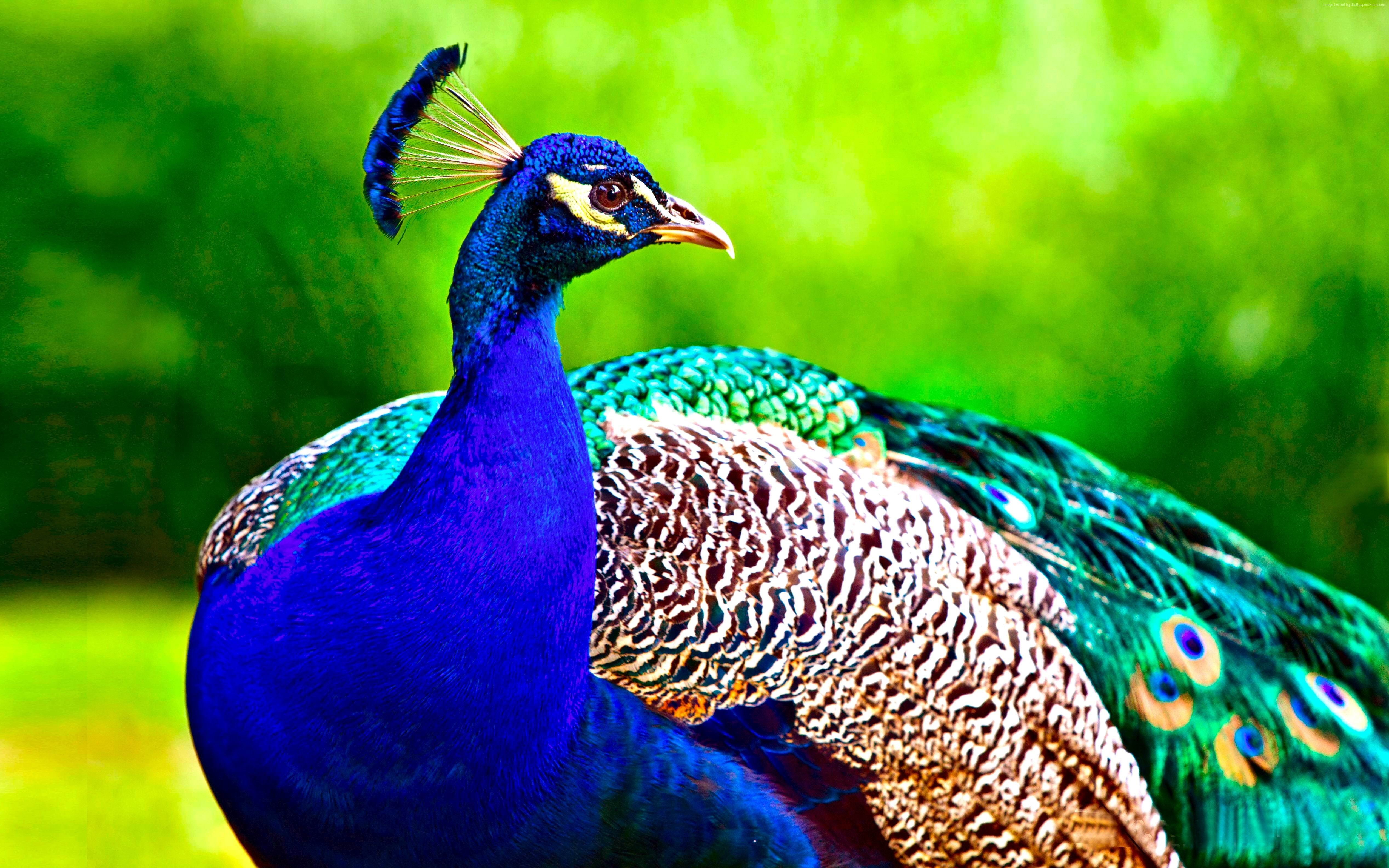 Peacock, feathers, animal themes, vertebrate, bird, animal wildlife