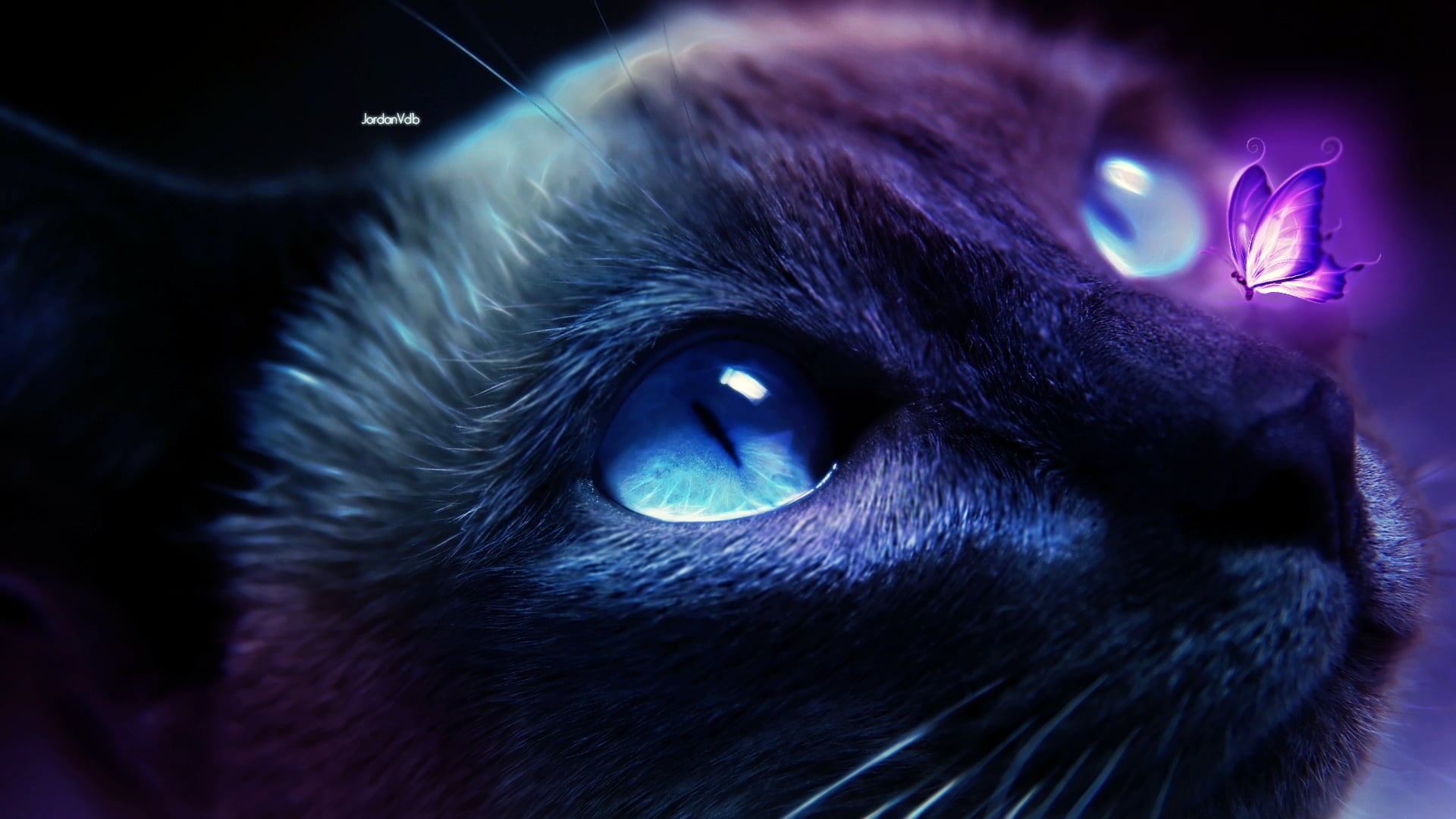 Free Download HD Wallpaper Cats Fantasy Art Wallpaper Flare