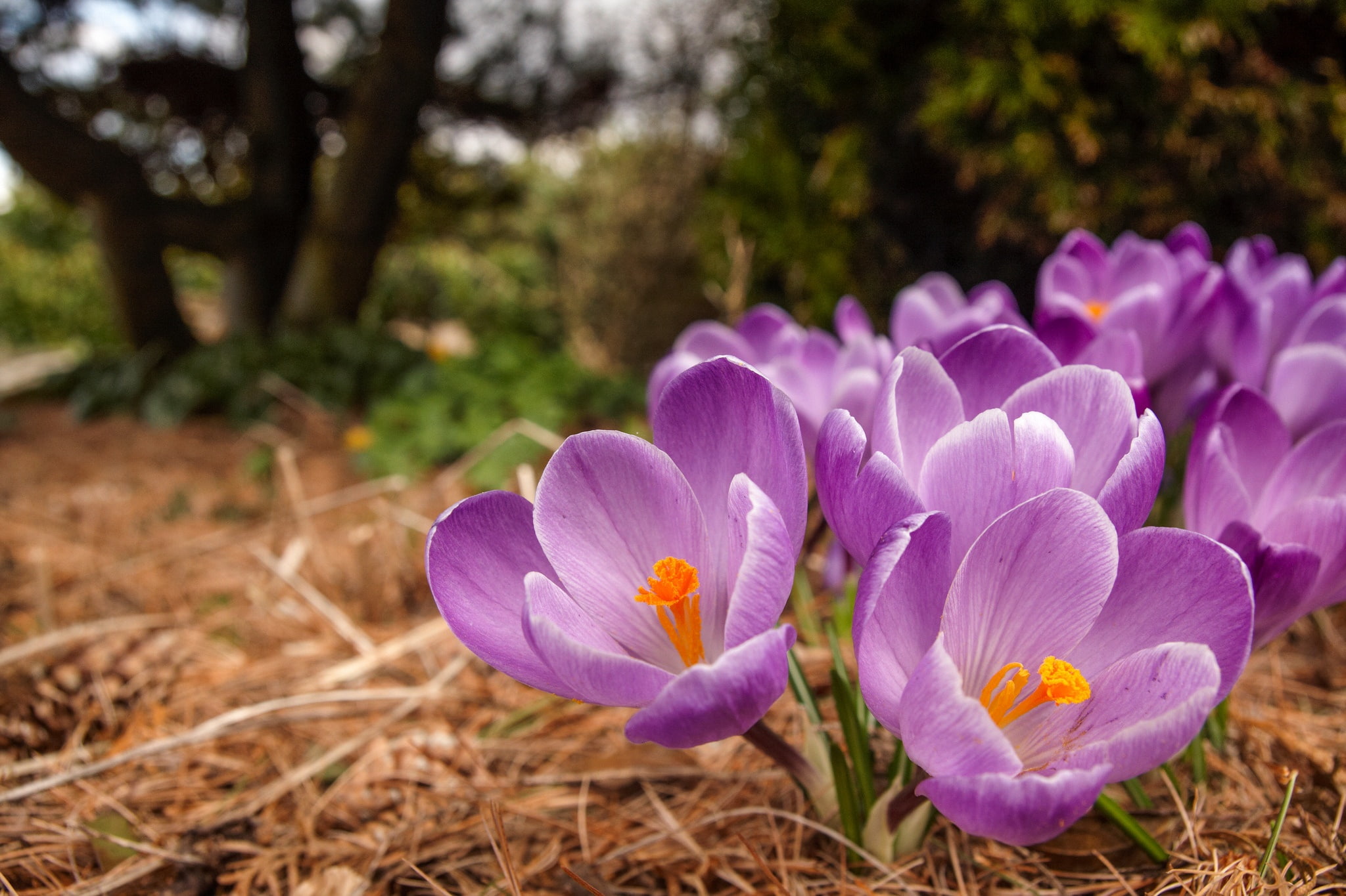 spring, crocuses, saffron
