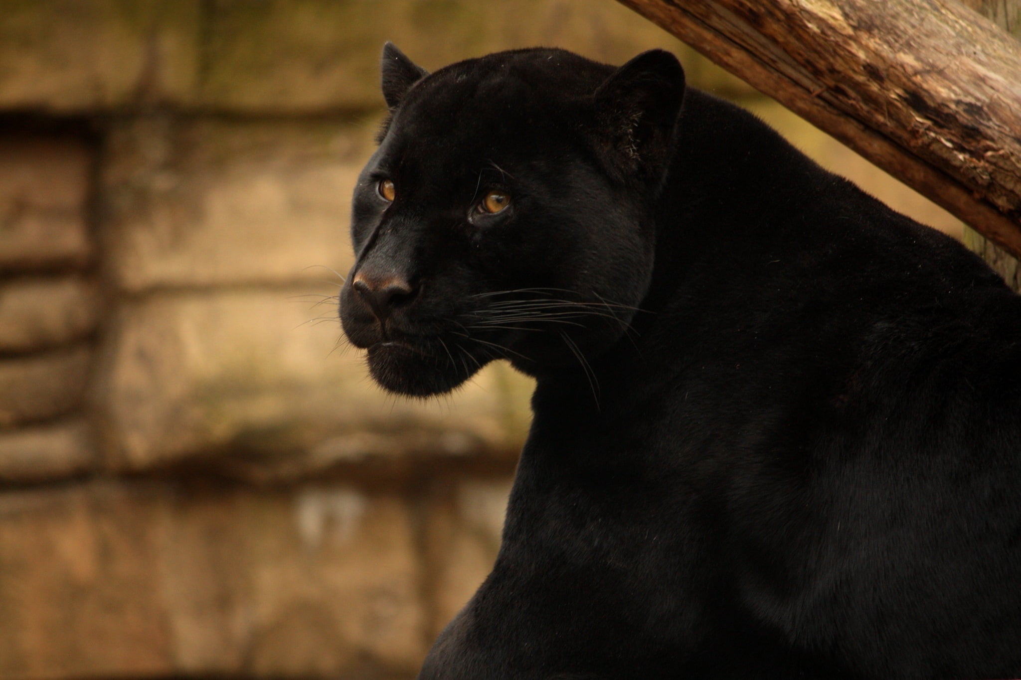 black panther, face, predator, wild cat, black Jaguar, one animal