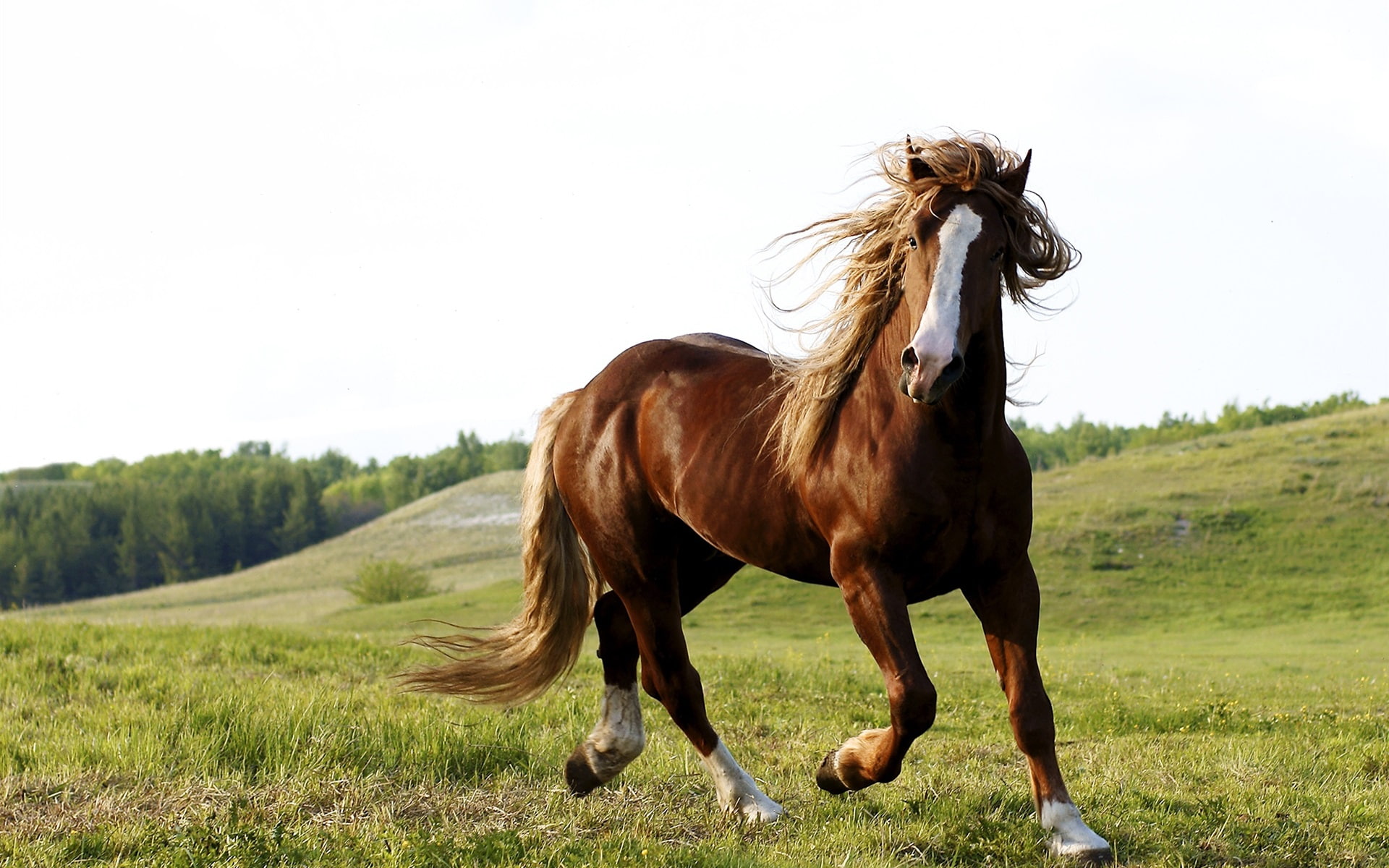 Brown horse, grass, sky