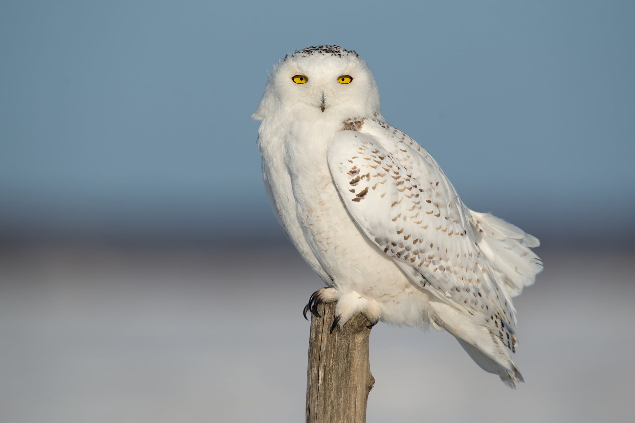 white and brown owl, the sky, nature, bird, feathers, snowy owl