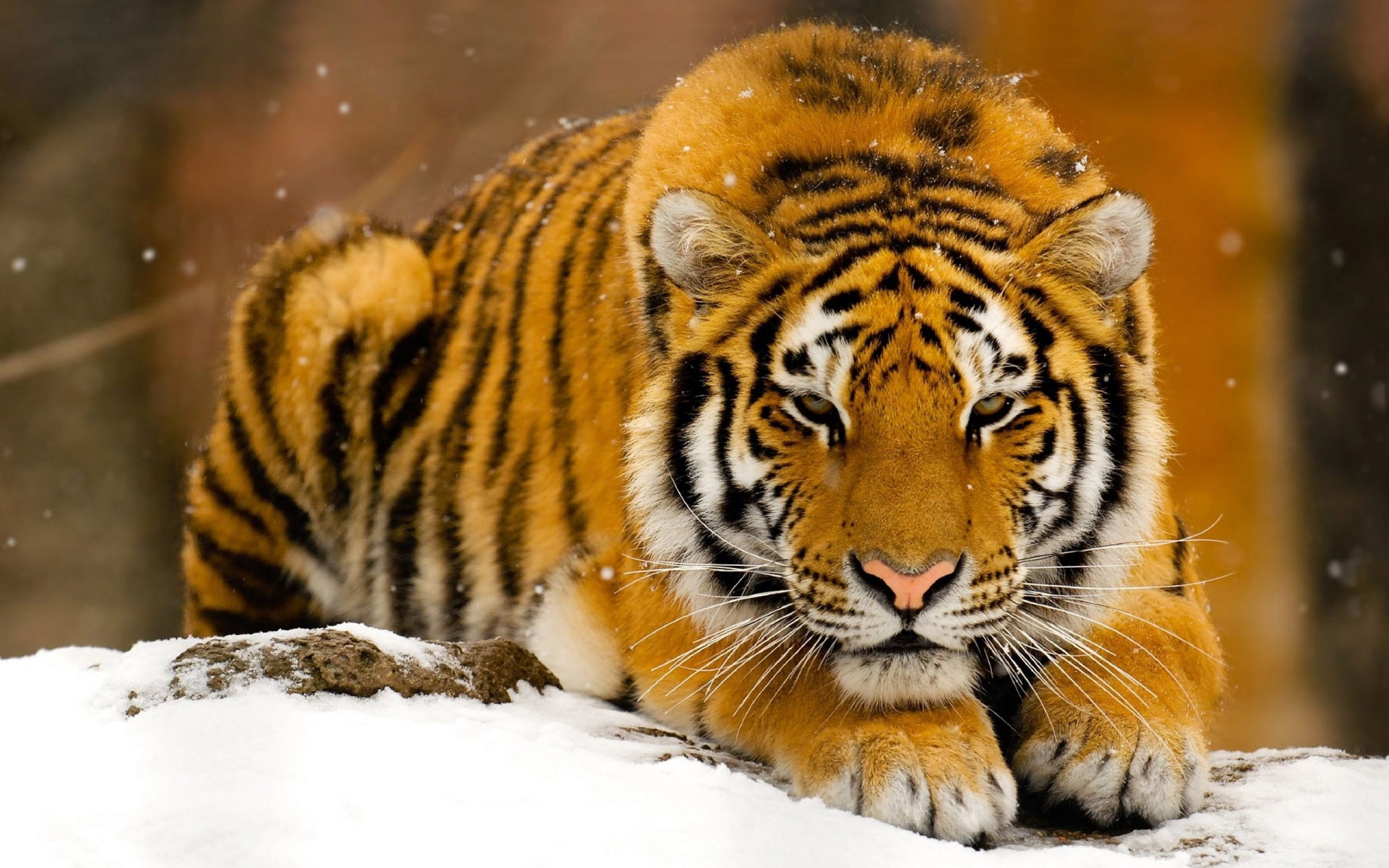 tiger