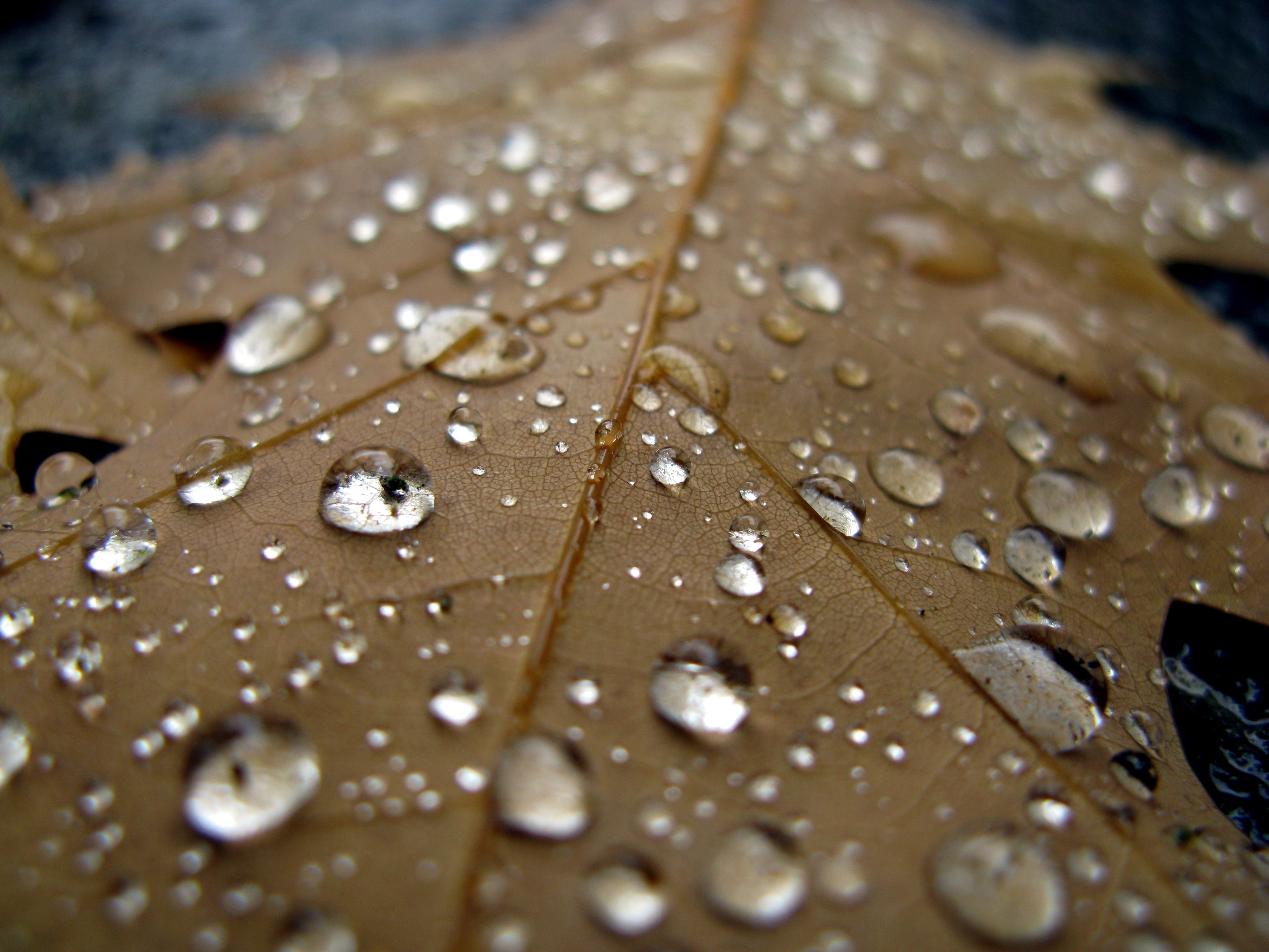 dried leaf, sheet, drop, close-up, brown, rain, raindrop, wet