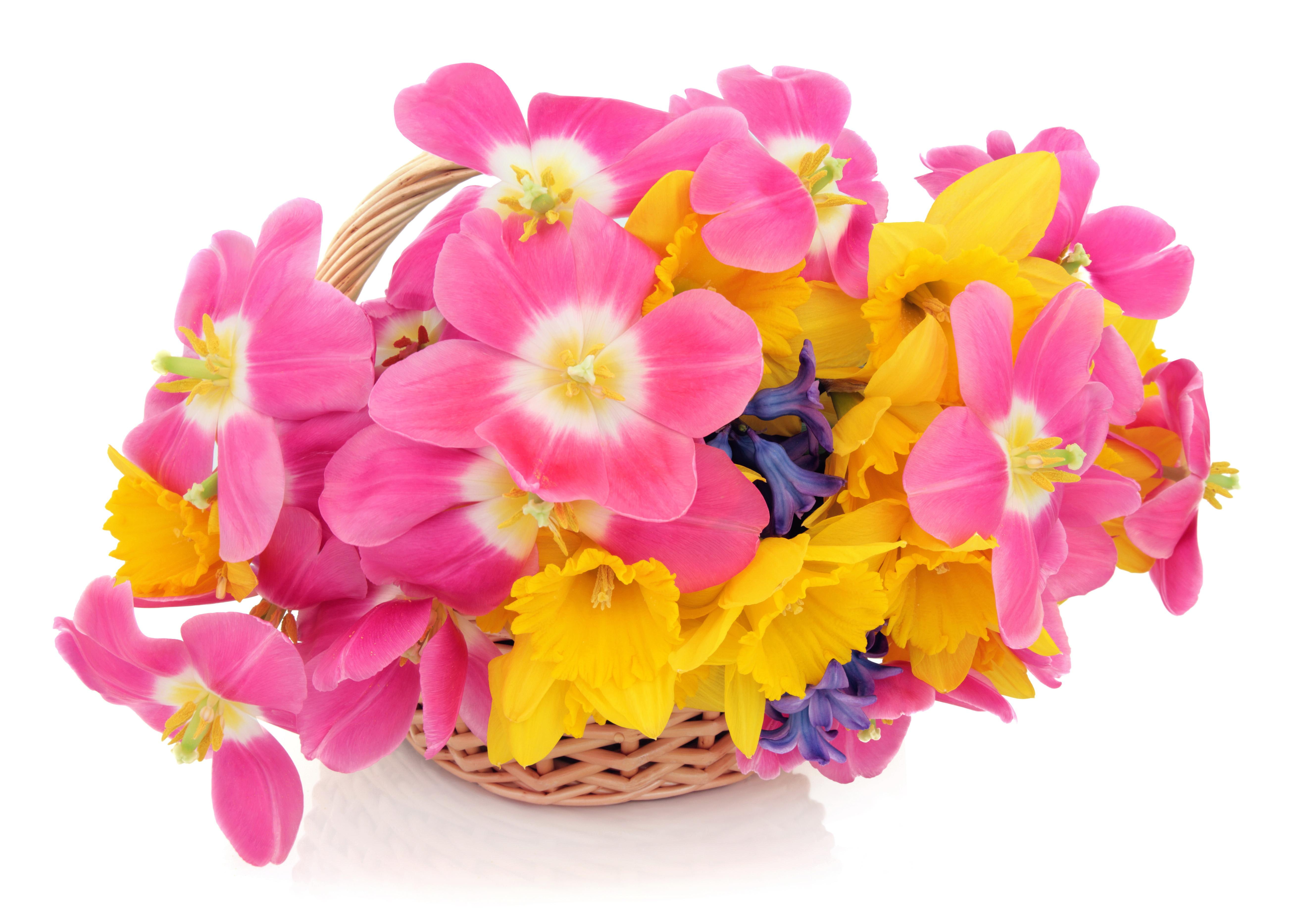 Hyacinths Flowers, tulips, daffodils, many, wicker basket