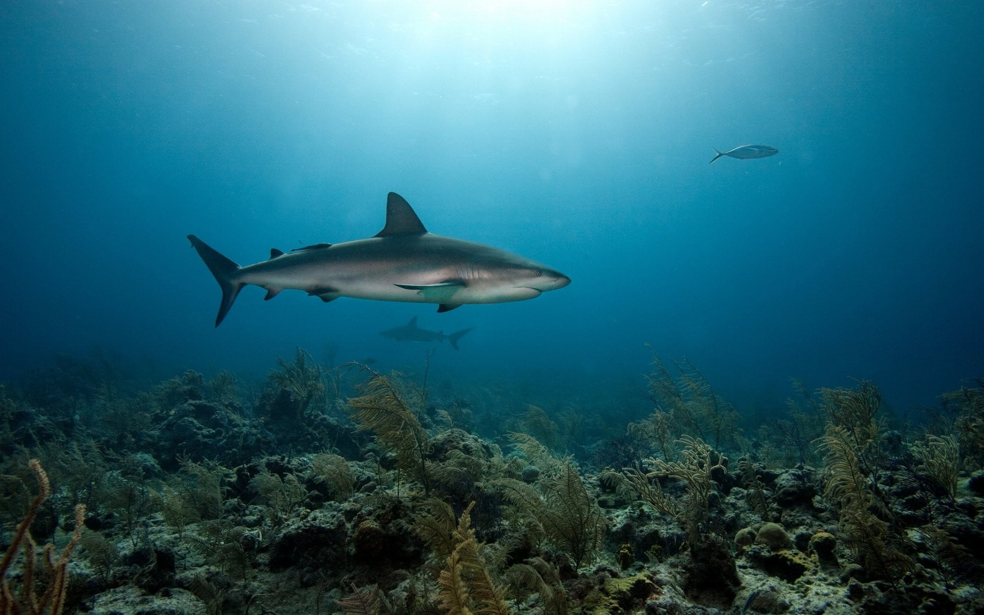 gray shark digital wallpaper, animals, coral, animal wildlife