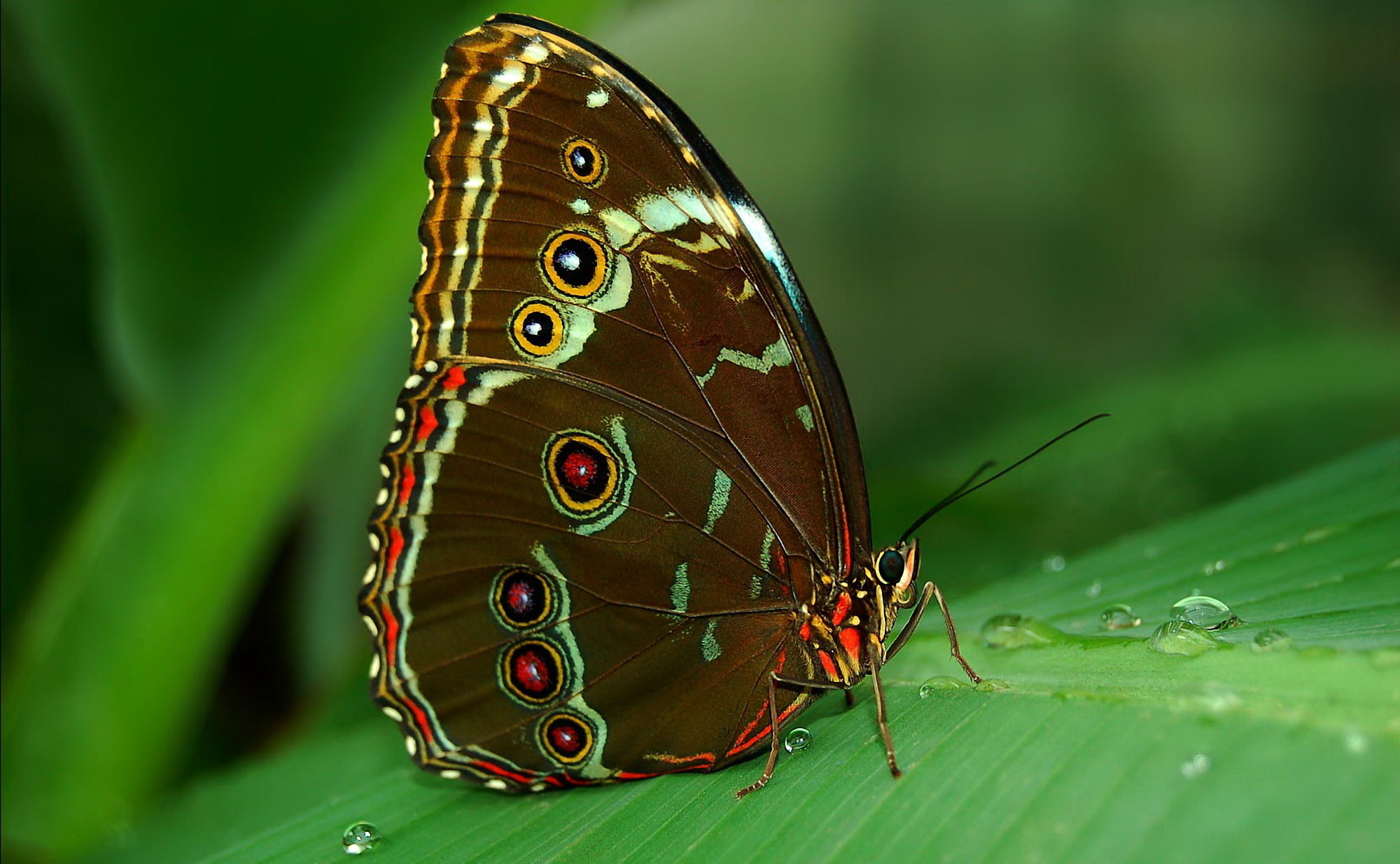 Western blue beauty butterfly, sheet, Rosa, tropics, eyes, the underside