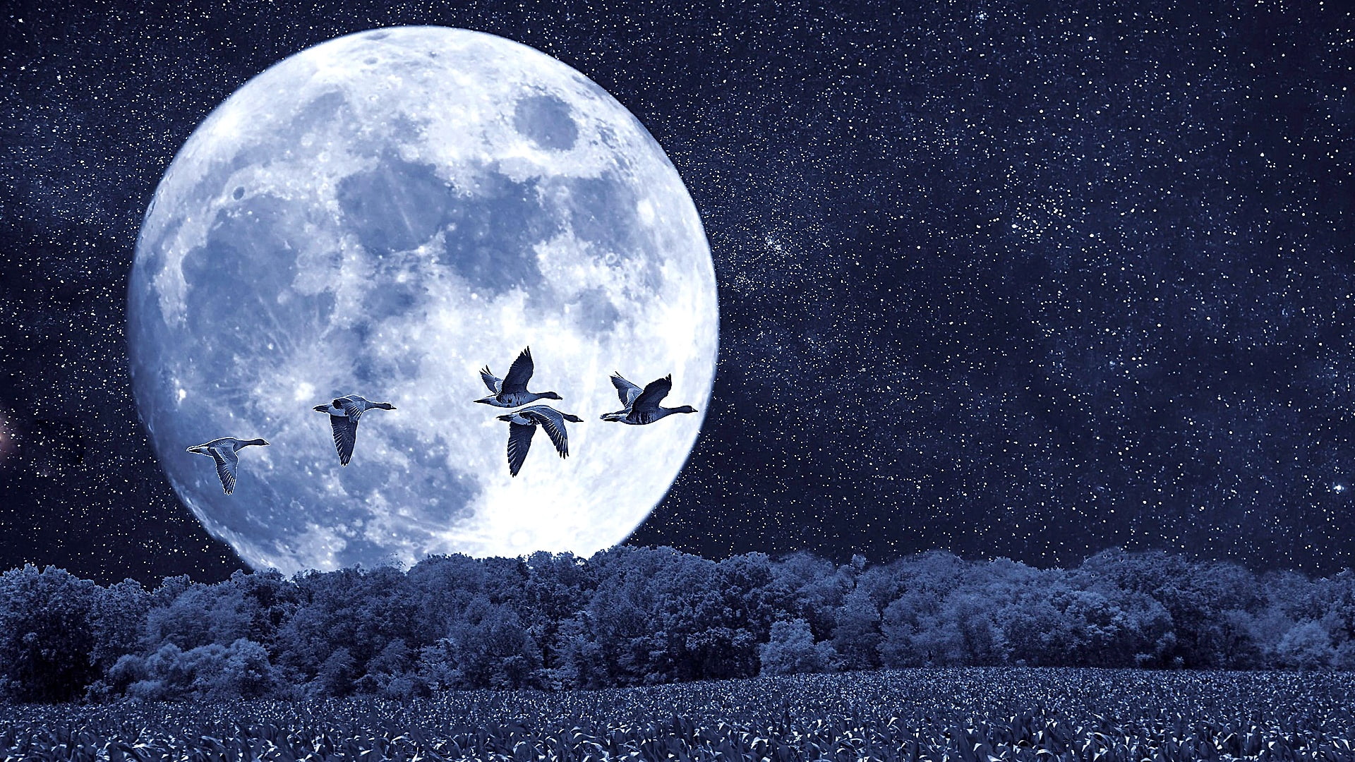 night sky, moon, birds, moonlight, full moon, mallards, fantasy landscape