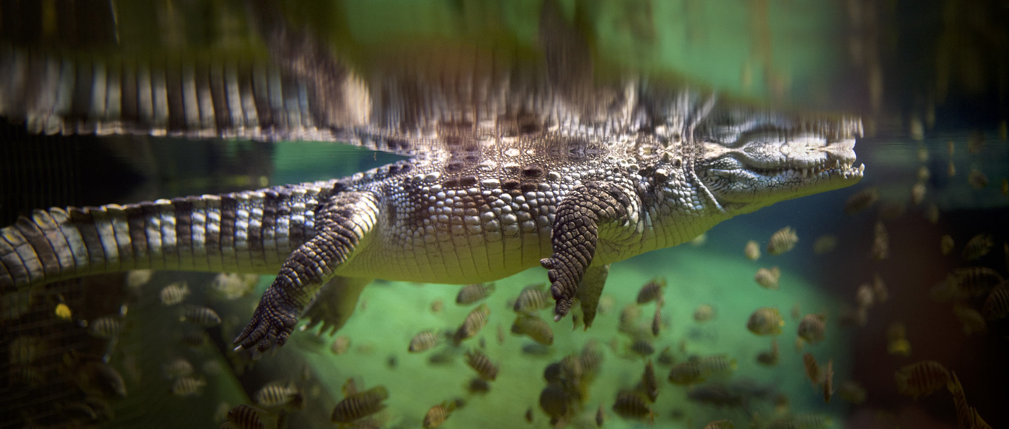 underwater, alligators, animals, fish, crocodile, animal themes