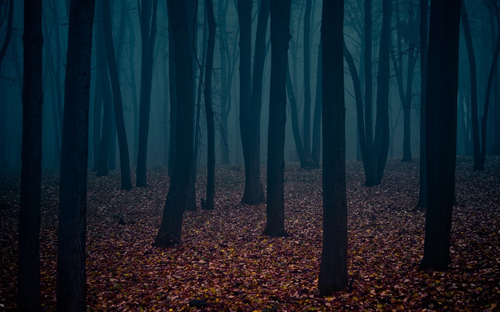 Alone, Cold, forest, Trees