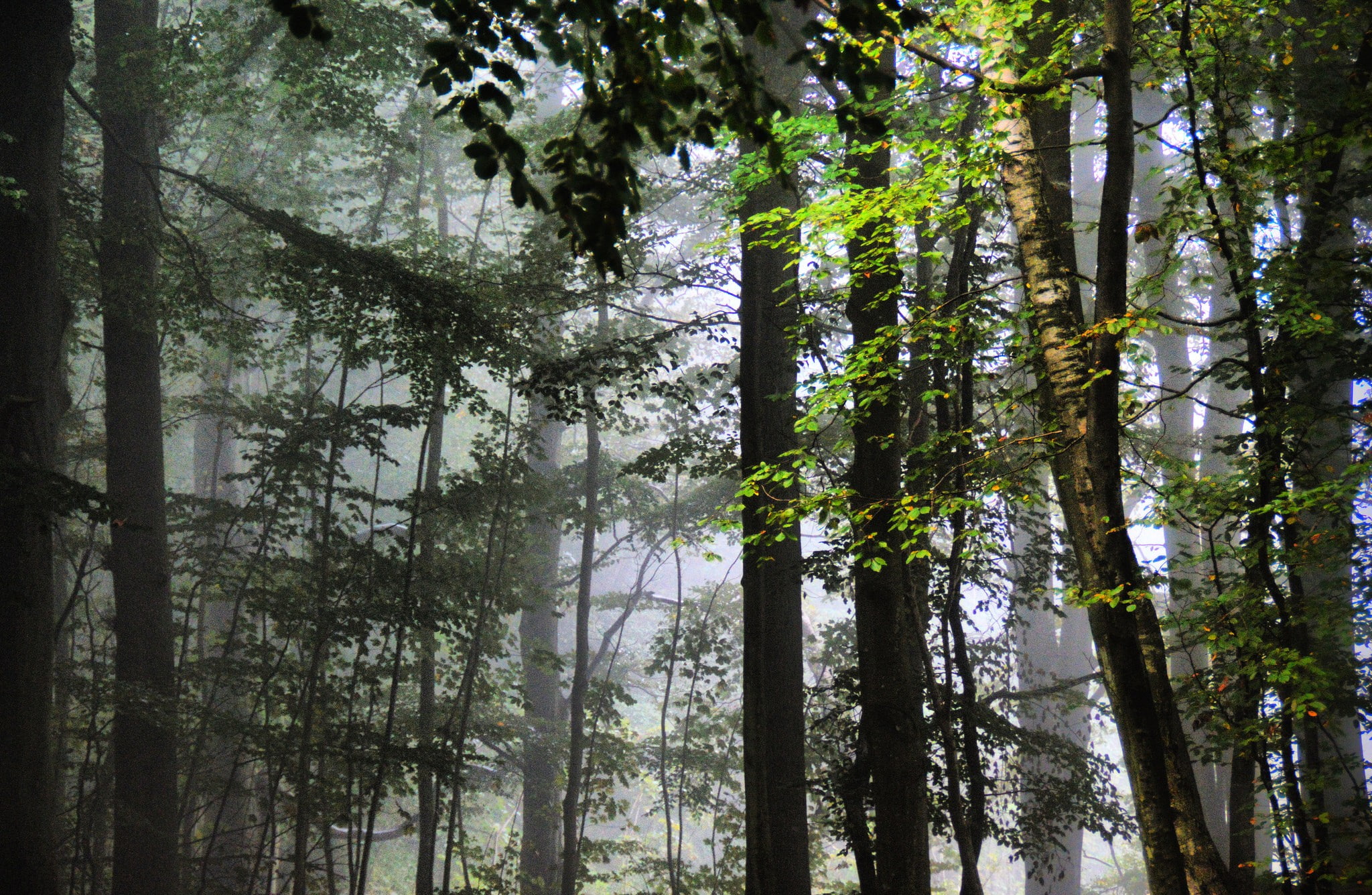 plants trees forest, land, growth, tree trunk, tranquility