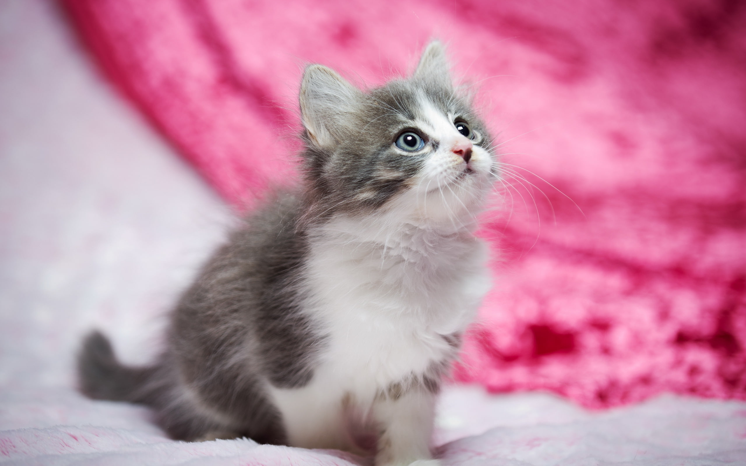 cat, look, background