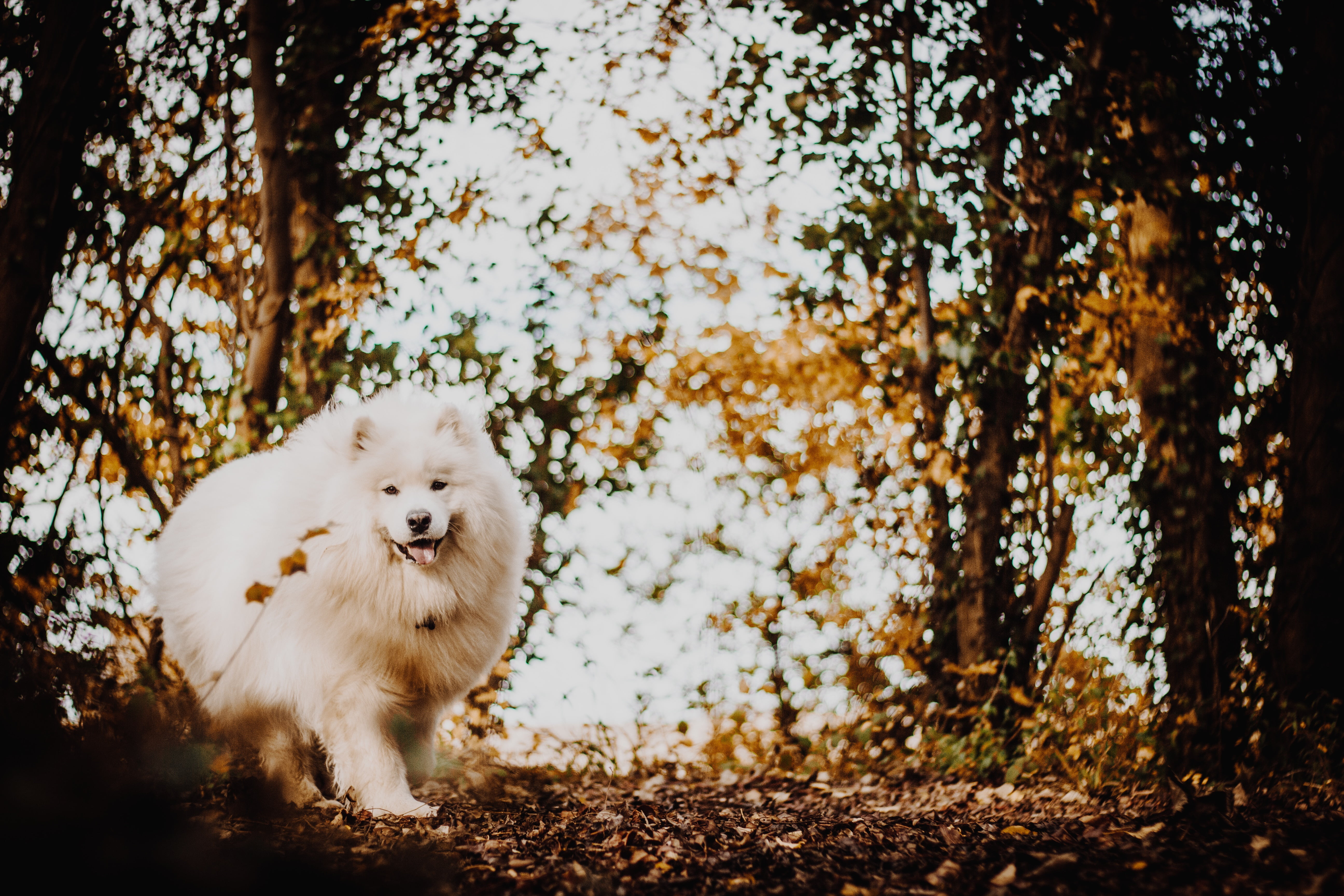 autumn, forest, white, dog, fluffy, the Japanese Spitz