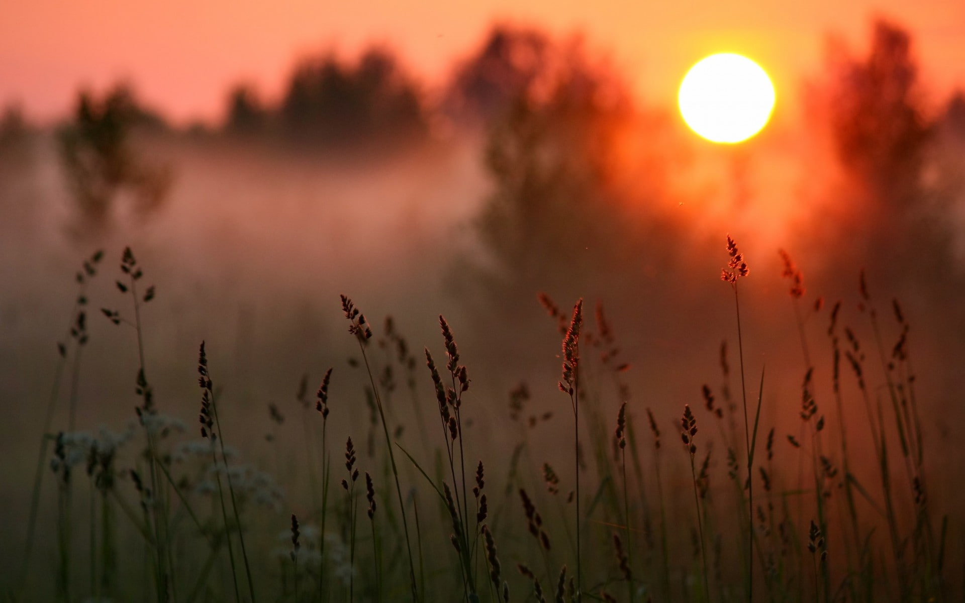 forest, grass, macro, sun, sunset