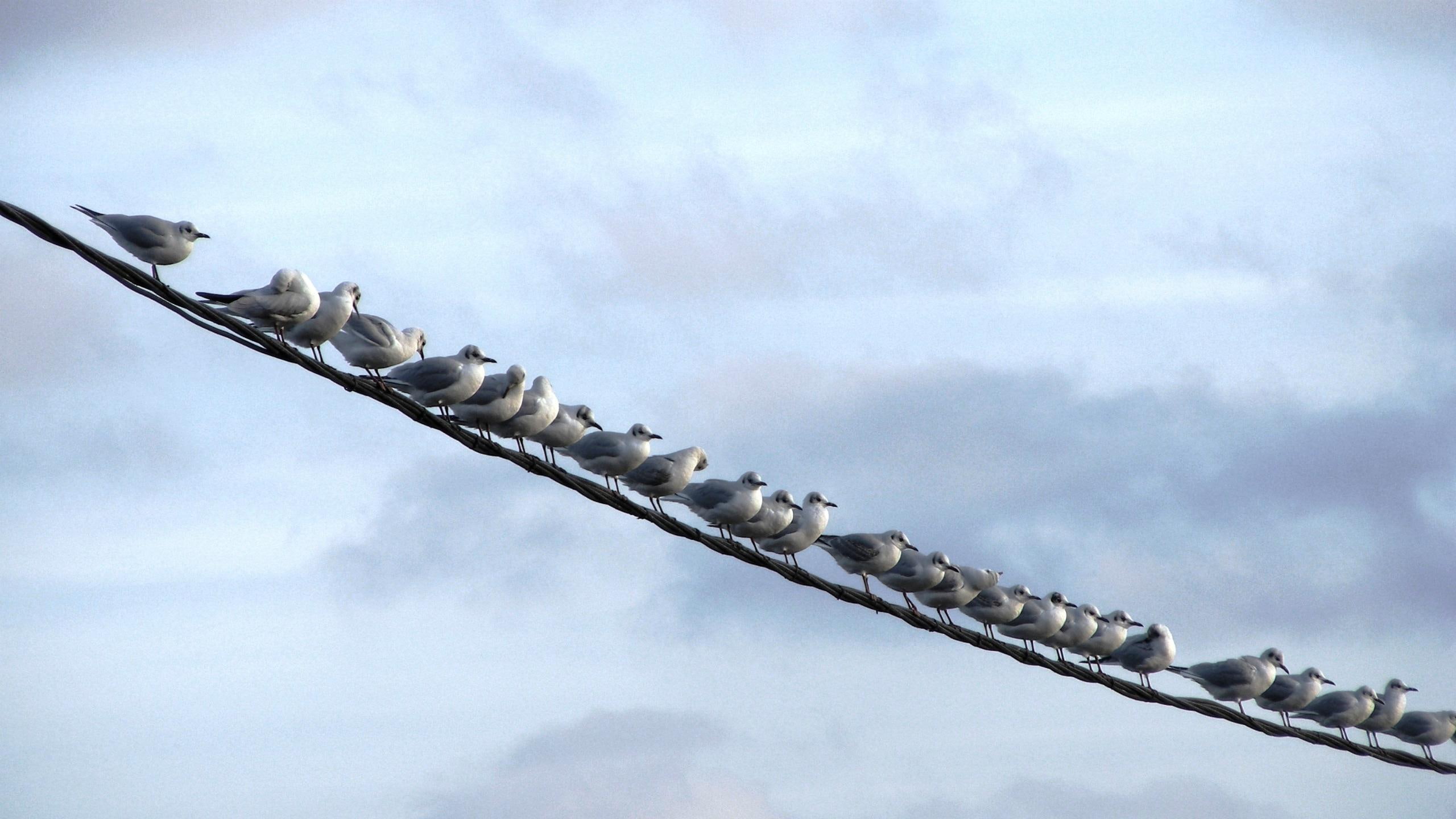 One Line, birds, blue, thread, animals