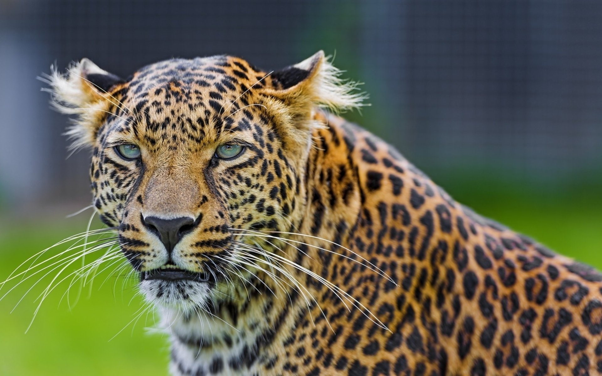 Cats, Leopard