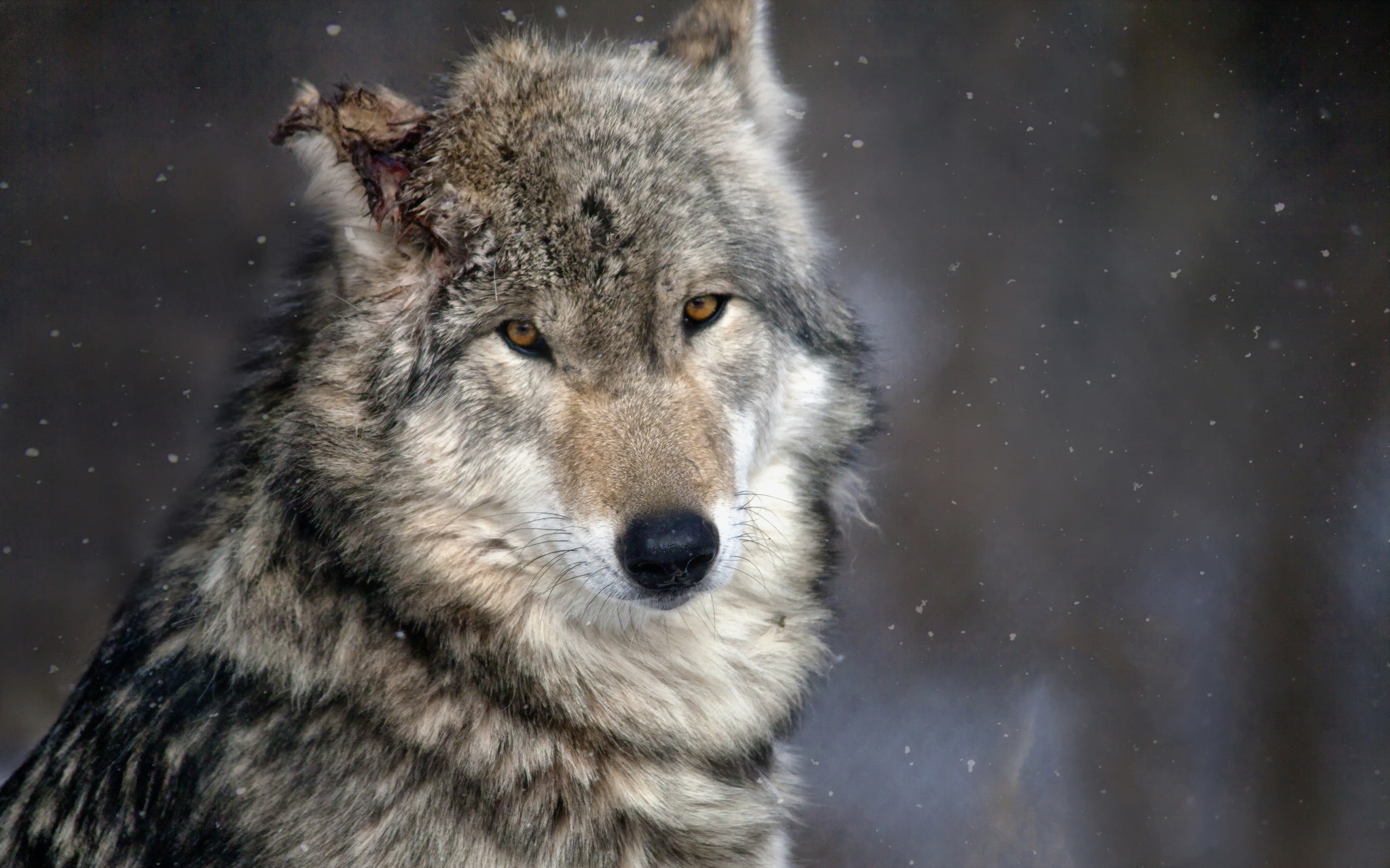 forest, nature, wolf