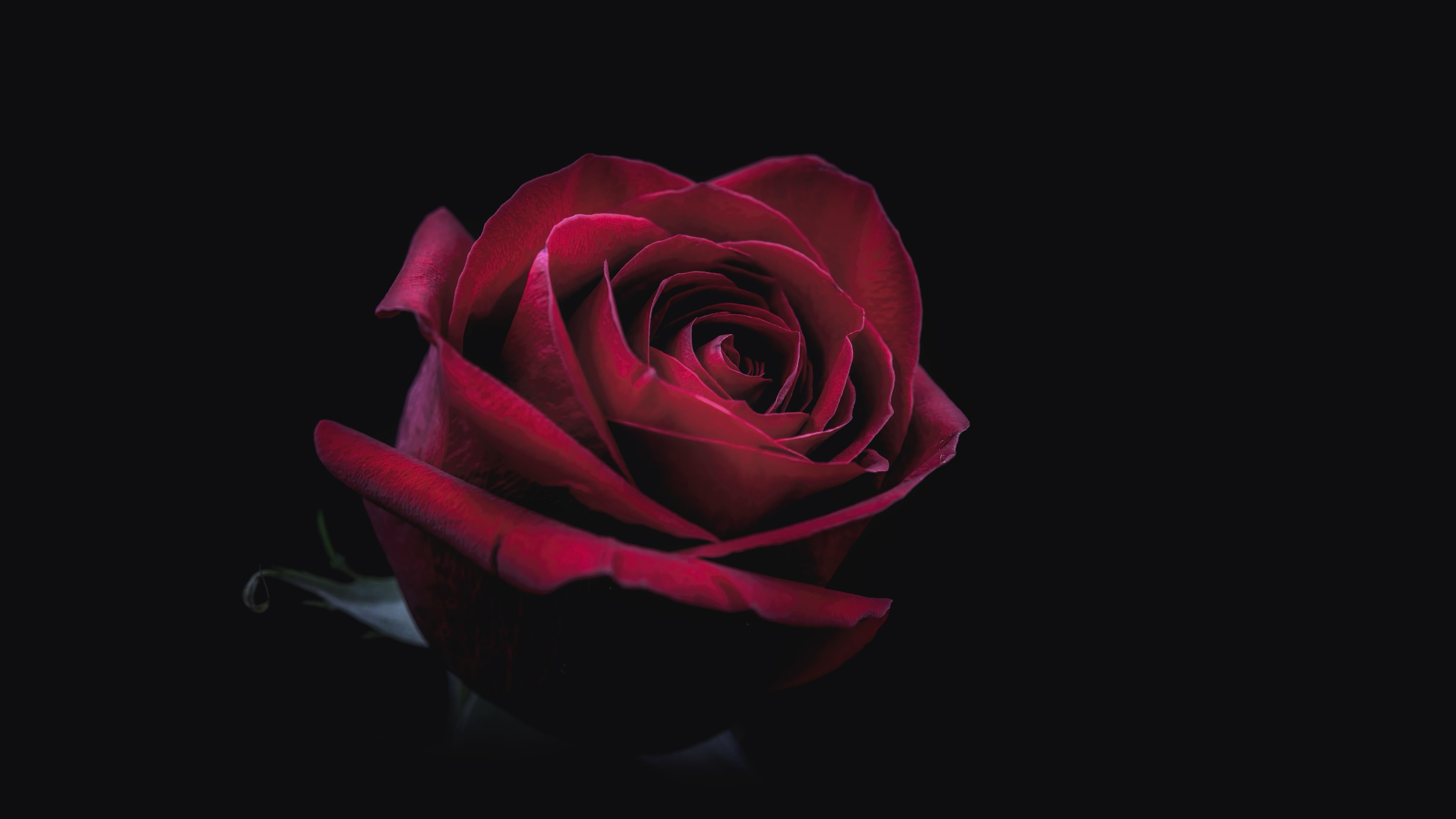 red flower, red rose, darkness, 8k uhd
