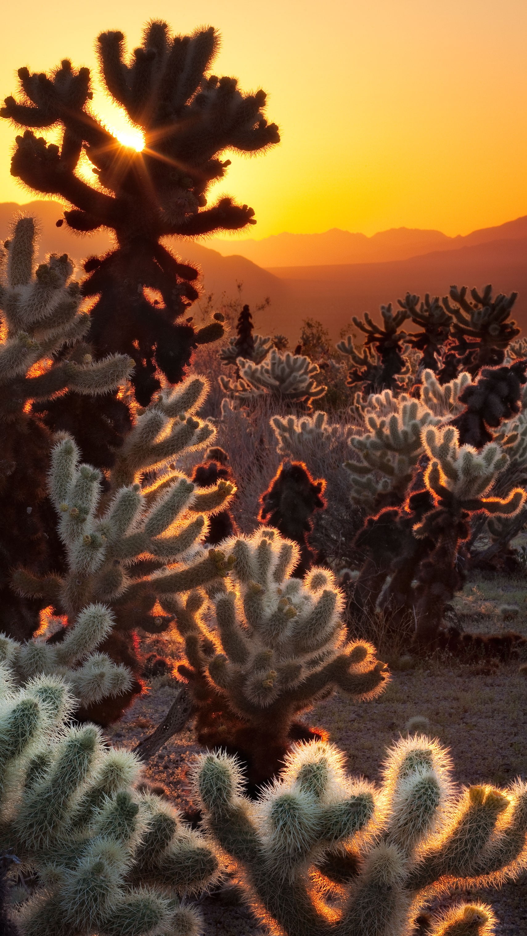 green cactus lot, desert, landscape, sunset, plant, nature, no people