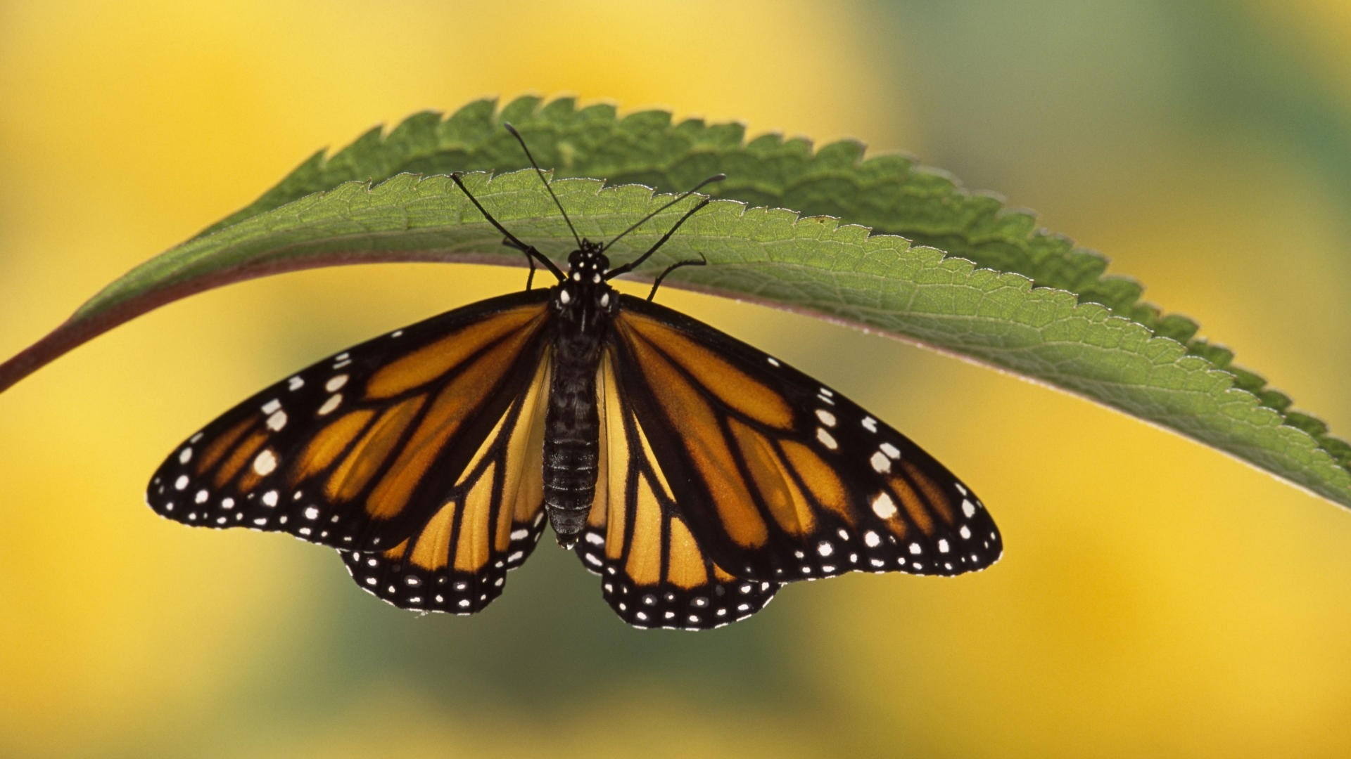 butterfly monarch 1920x1080  Animals Butterflies HD Art