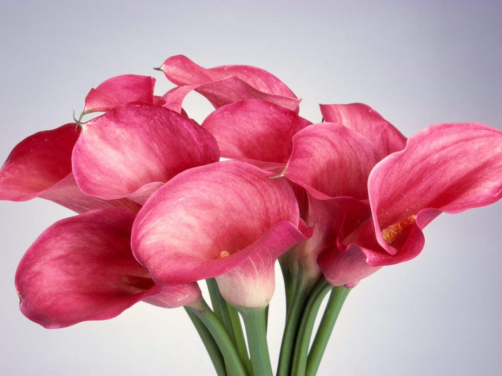 Calla Lilies, red petaled flowers