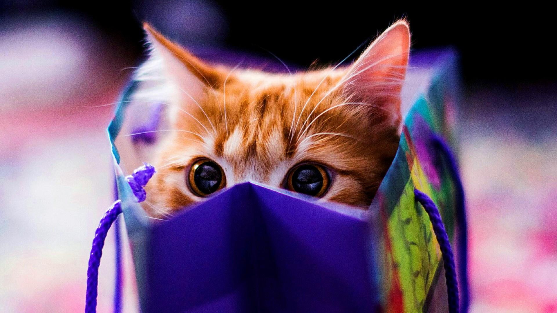 cat, bag, look, cute