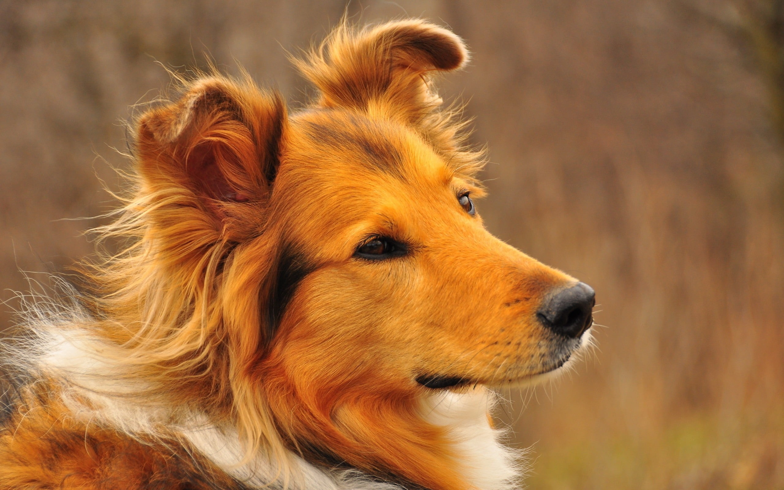 adult tan and white rough collie, dog, face, furry, loyal, pets