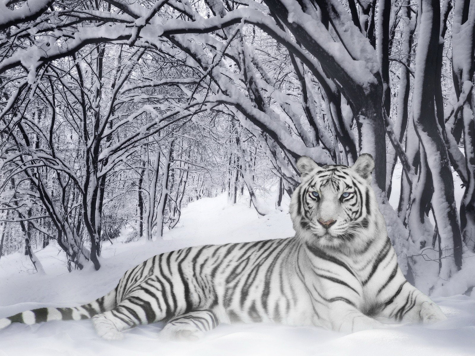 Tigers