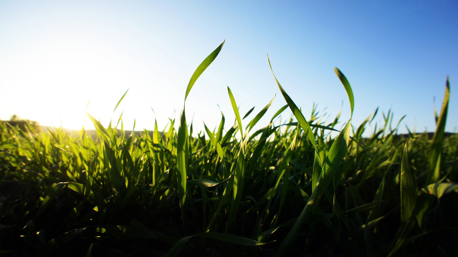green grass, blurred, depth of field, nature, landscape, clear sky