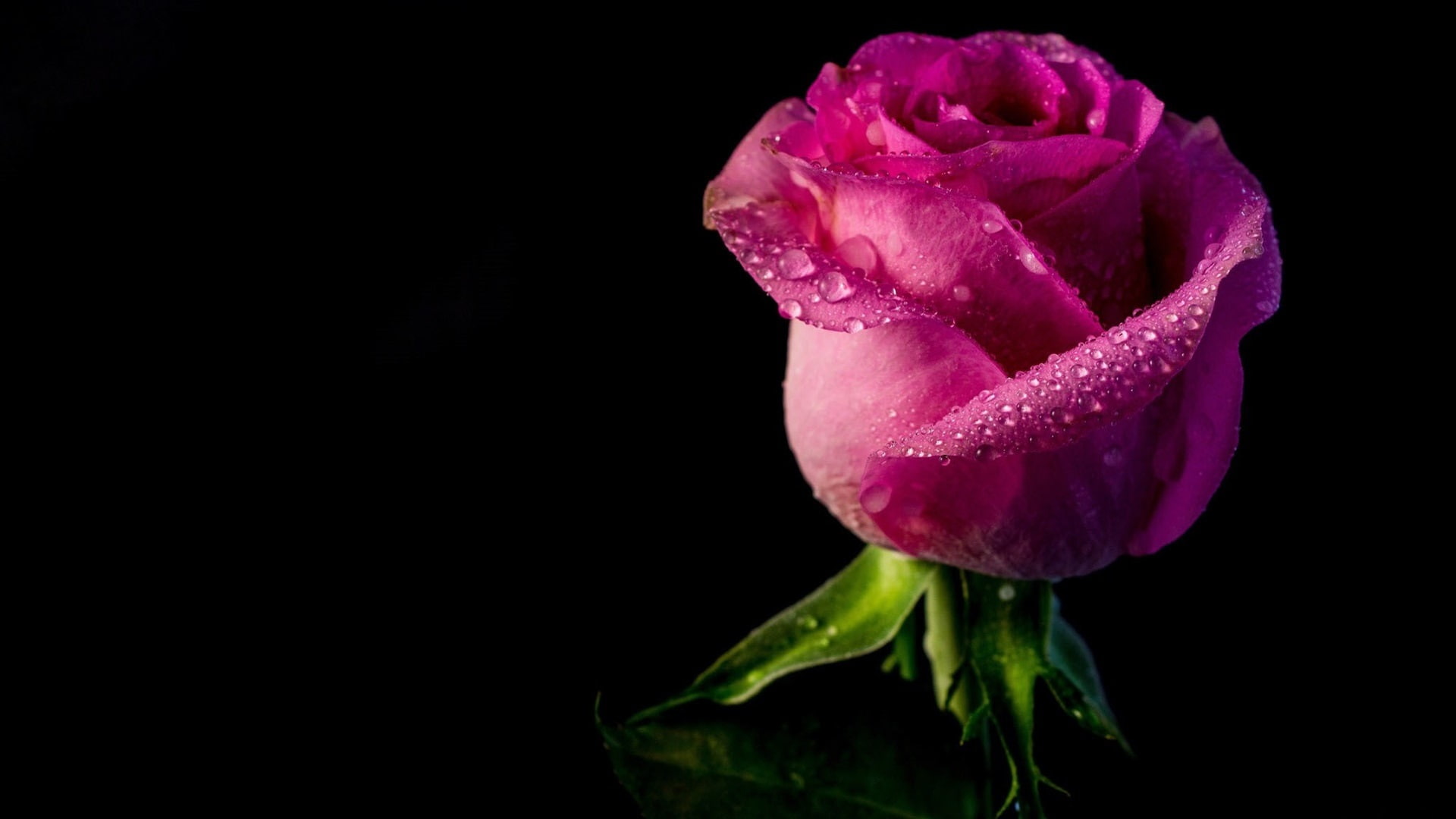 Rose, bud, petals, water drops, black background
