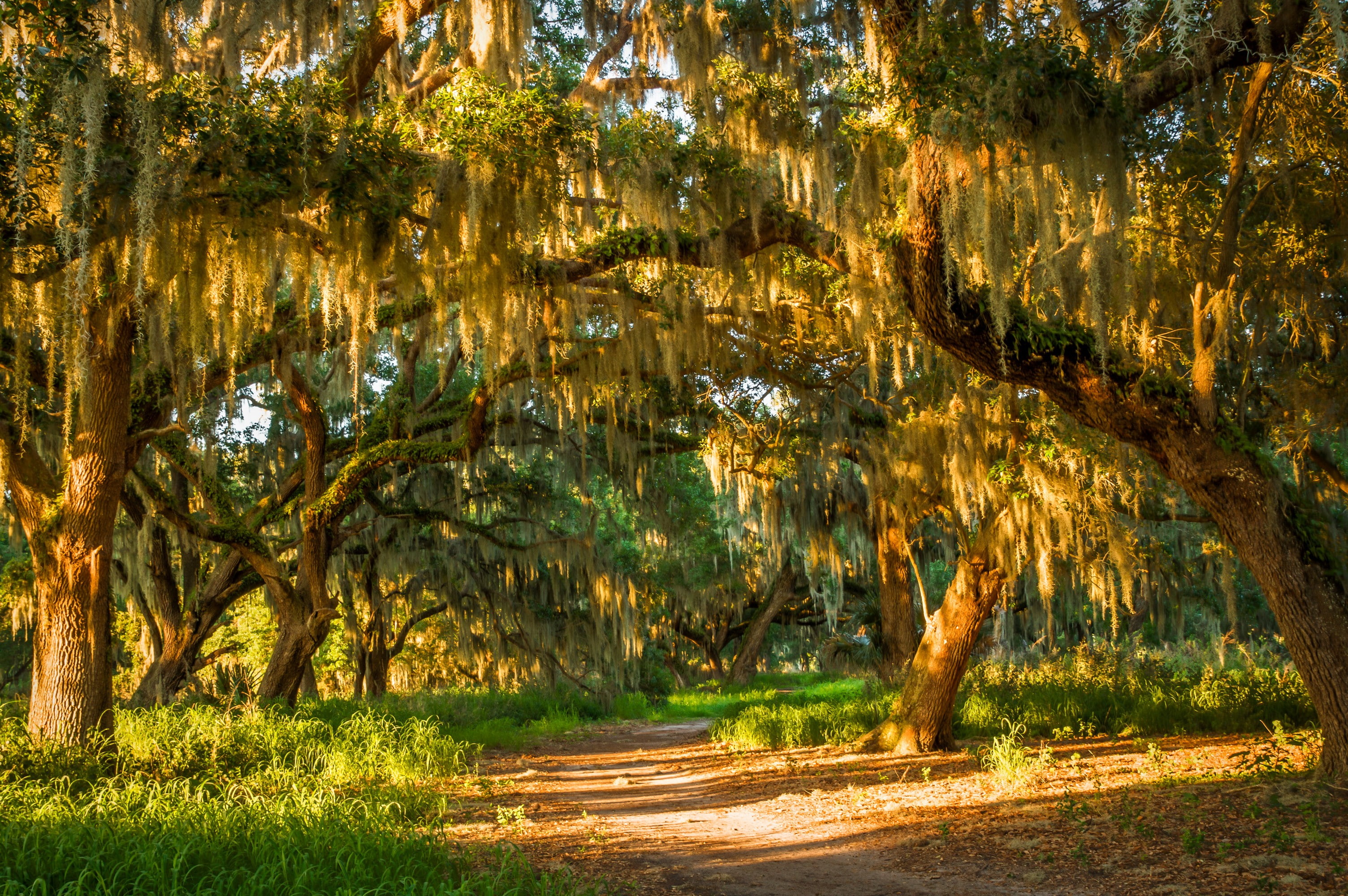forest path