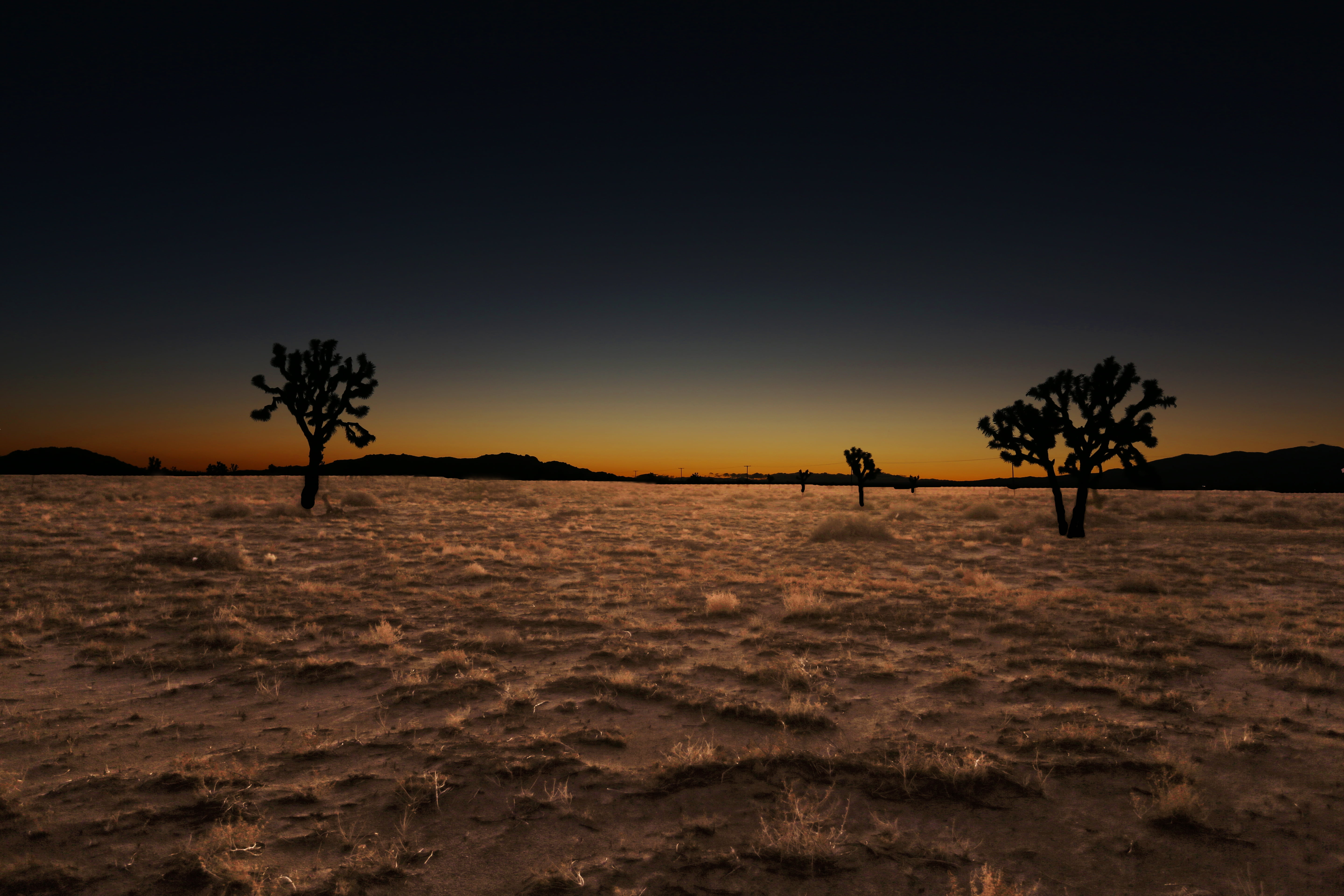 silhouette of trees over dirt ground with dried grass under dark