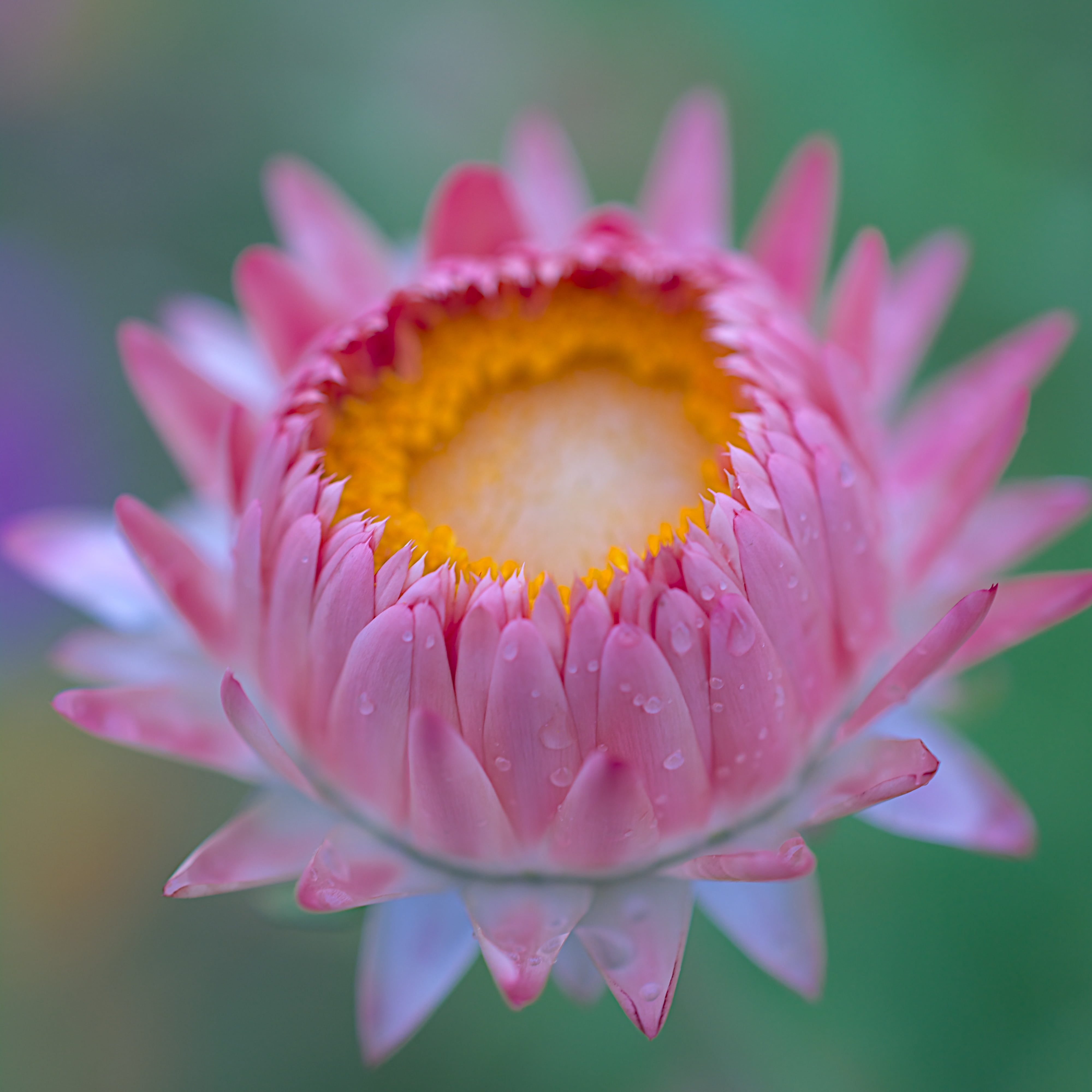 pink petaled flower in closeup shot, DSC, fleur, rain, natural  light